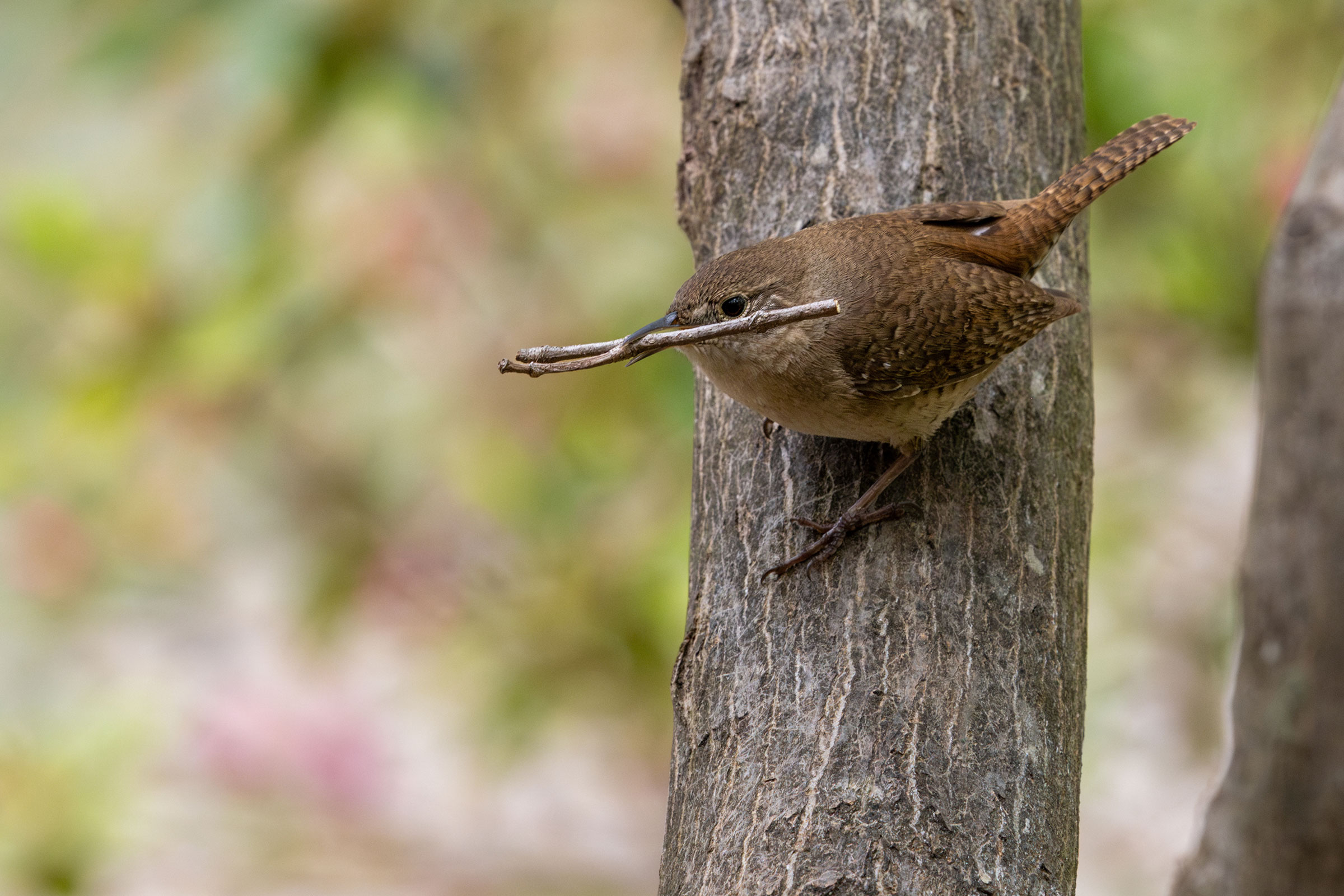 Northern House Wren - Adult, photo by Gloria Schoenholtz