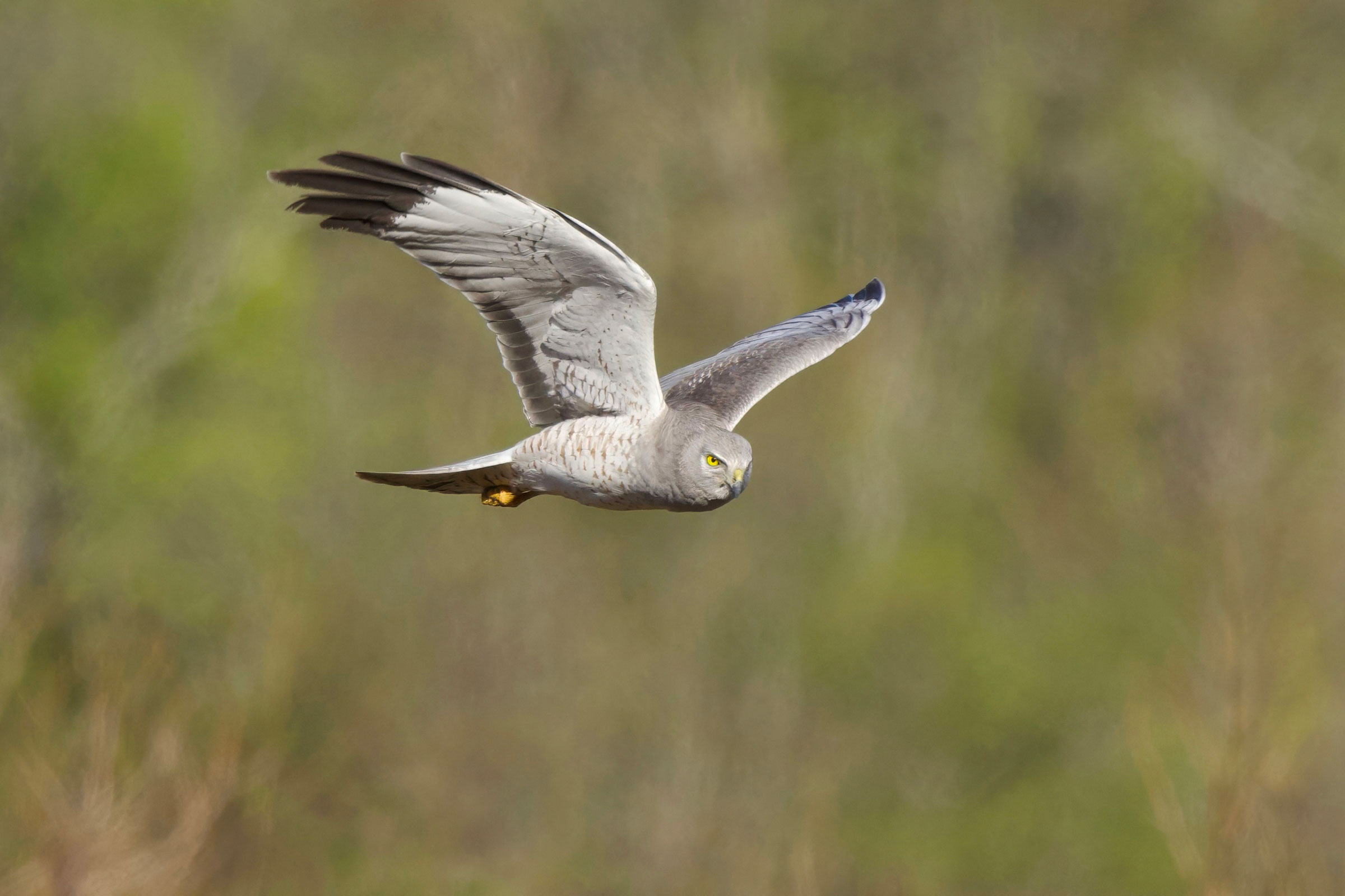 Northern Harrier - Adult male - the Gray Ghost in flight, photo by Cindy Walker