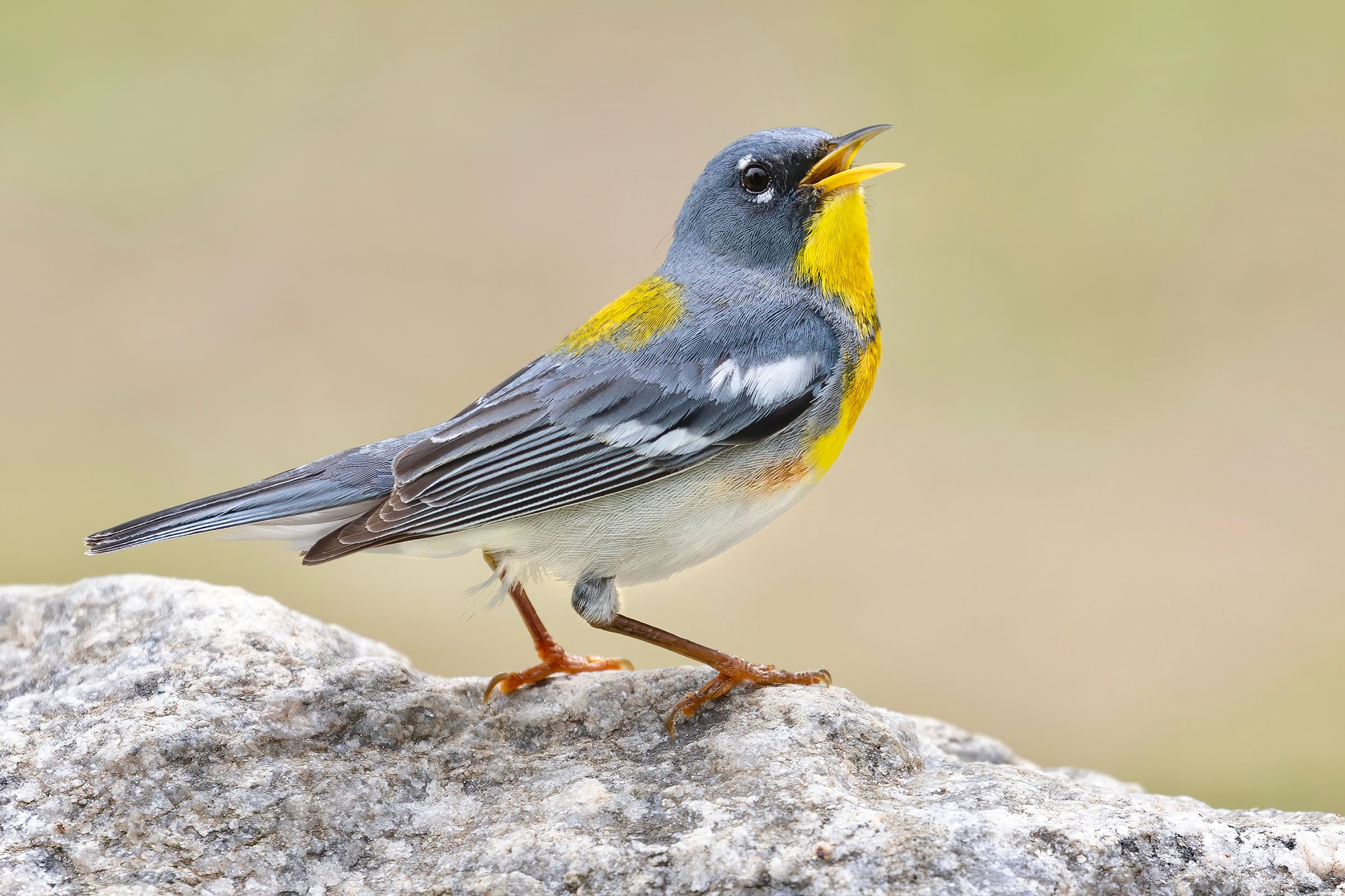 Northern Parula - Adult male, photo by Matt Felperin