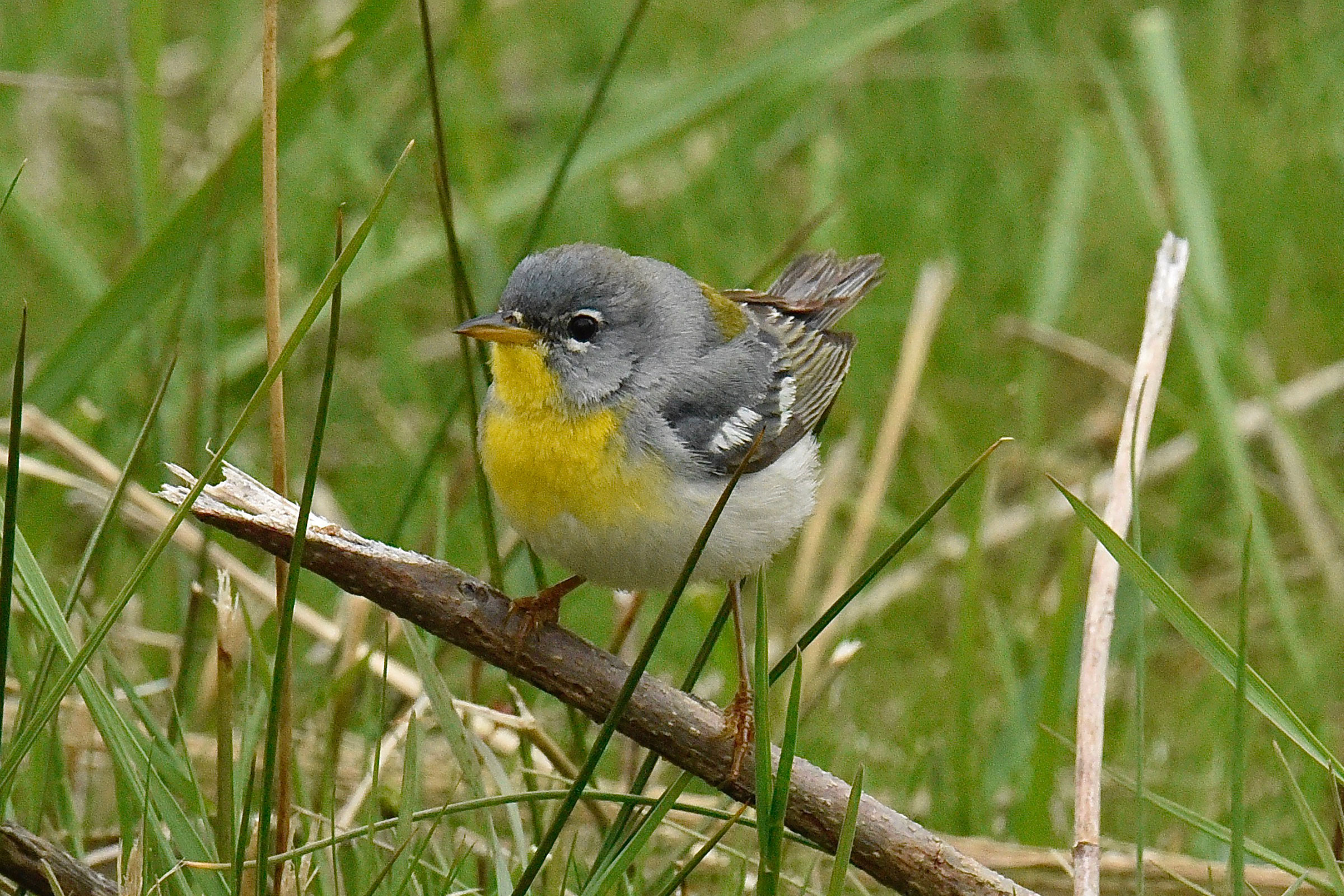 Northern Parula - Adult female, photo by Laura Bankey