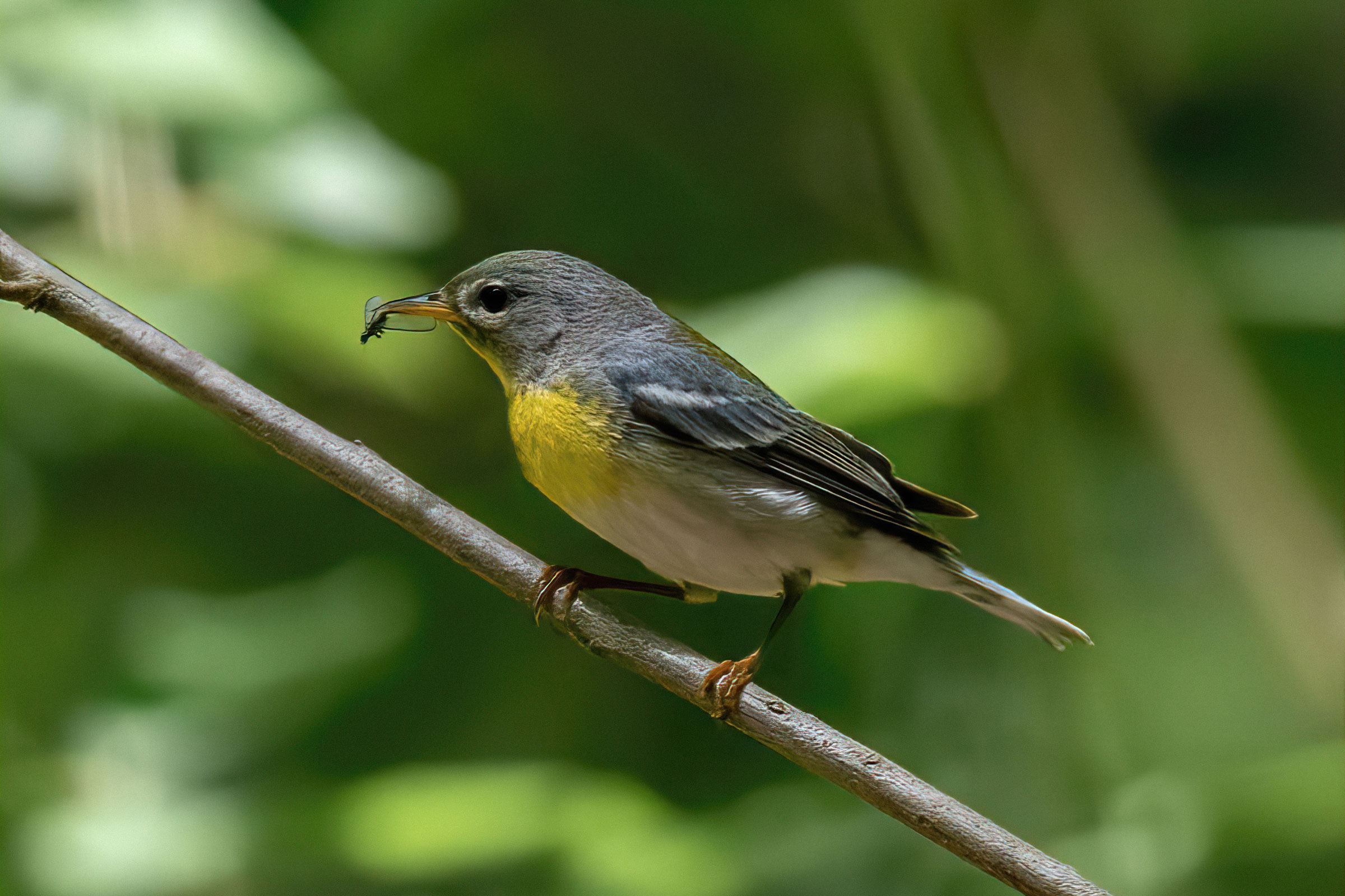 Northern Parula - Female carrying food, photo by Philip Mitchell
