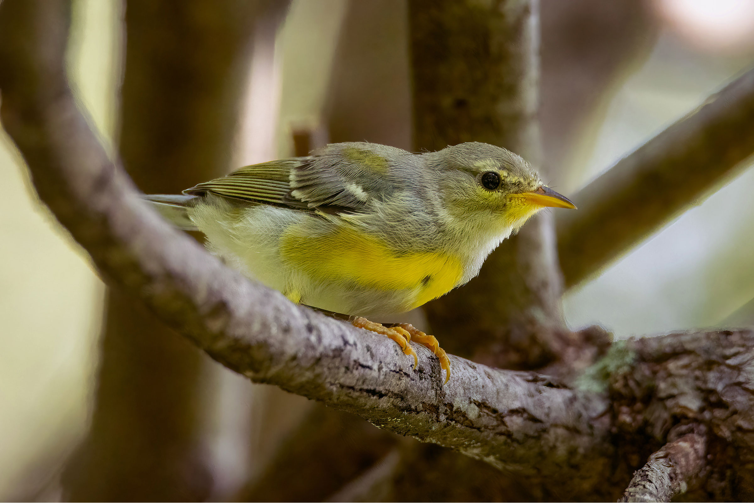 Northern Parula - Juvenile, photo by David Yeager