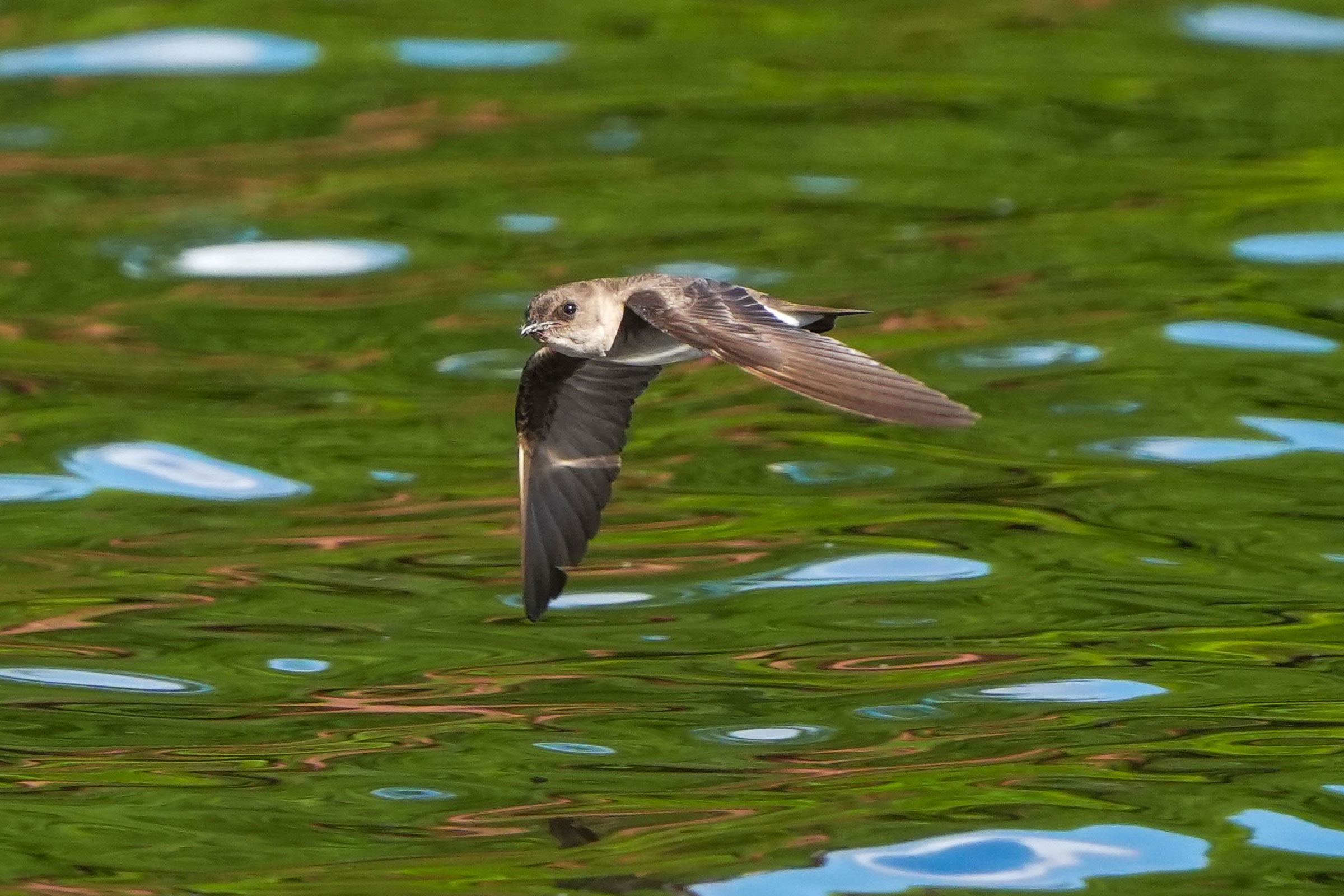 Northern Rough-winged Swallow - Adult flying, photo by TJ Byrd