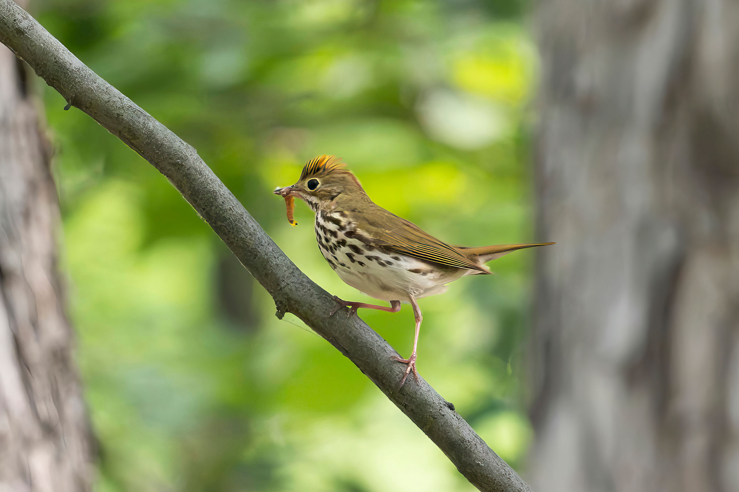 Ovenbird - Carrying food, photo by Thomas K. Haycraft