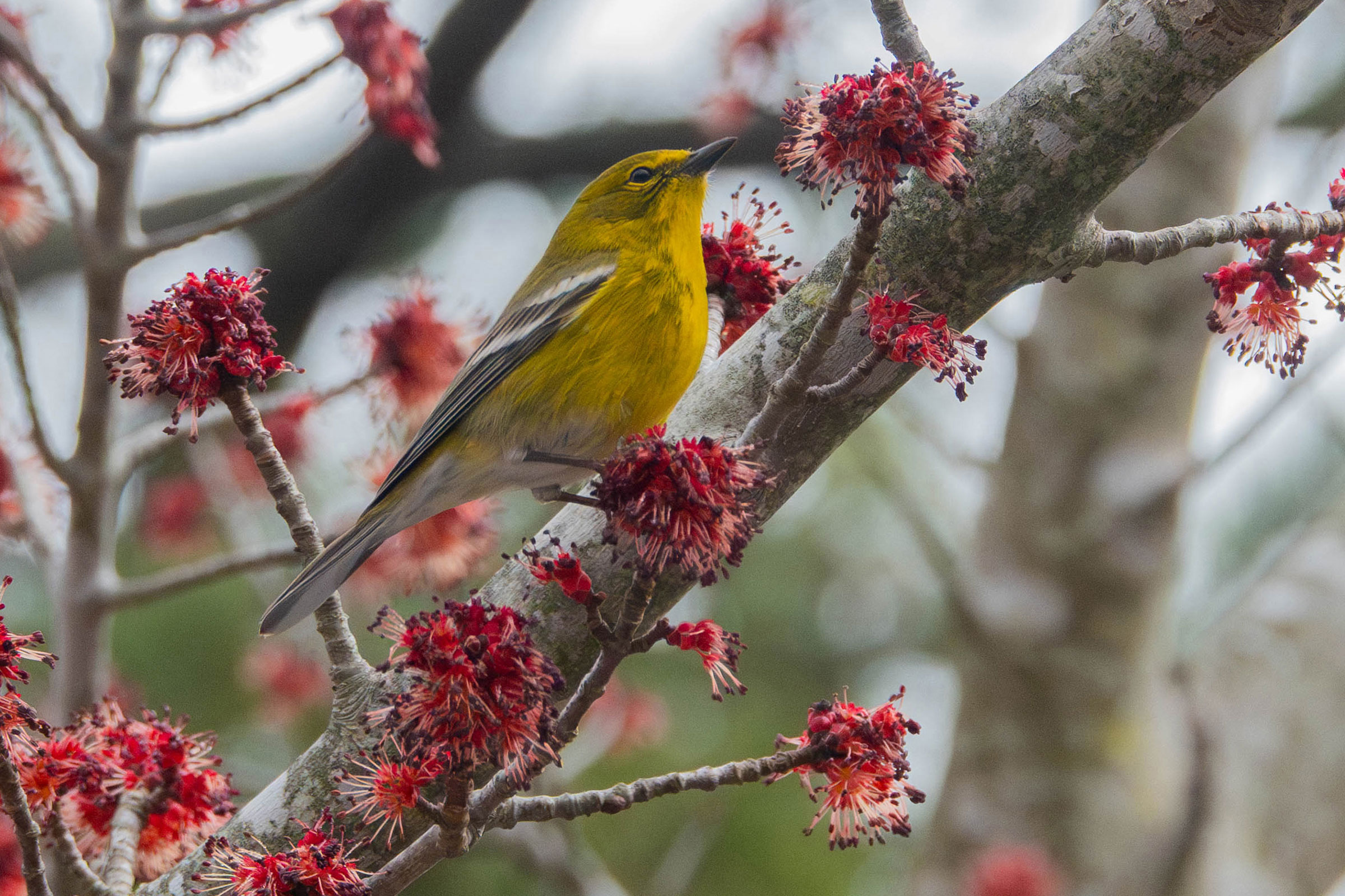 Pine Warbler - Adult male, photo by Dixie Sommers