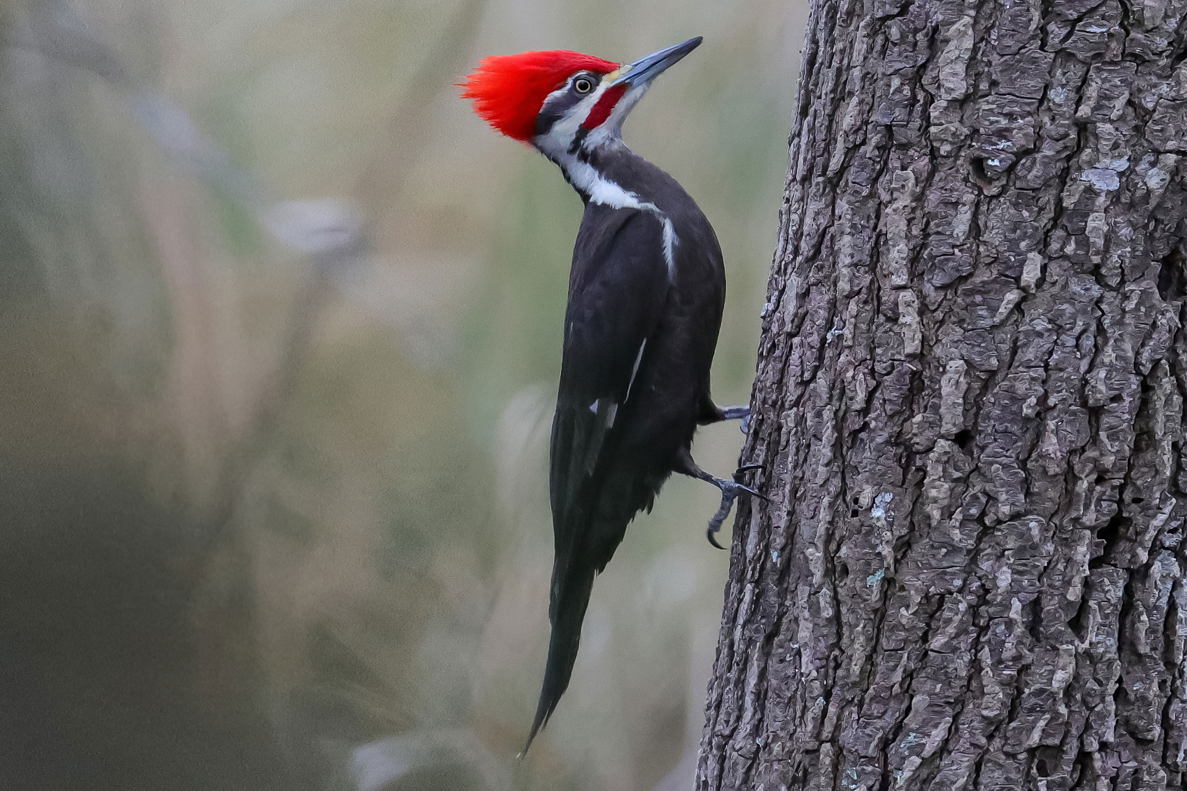 Pileated Woodpecker - Adult male, photo by Deborah Humphries