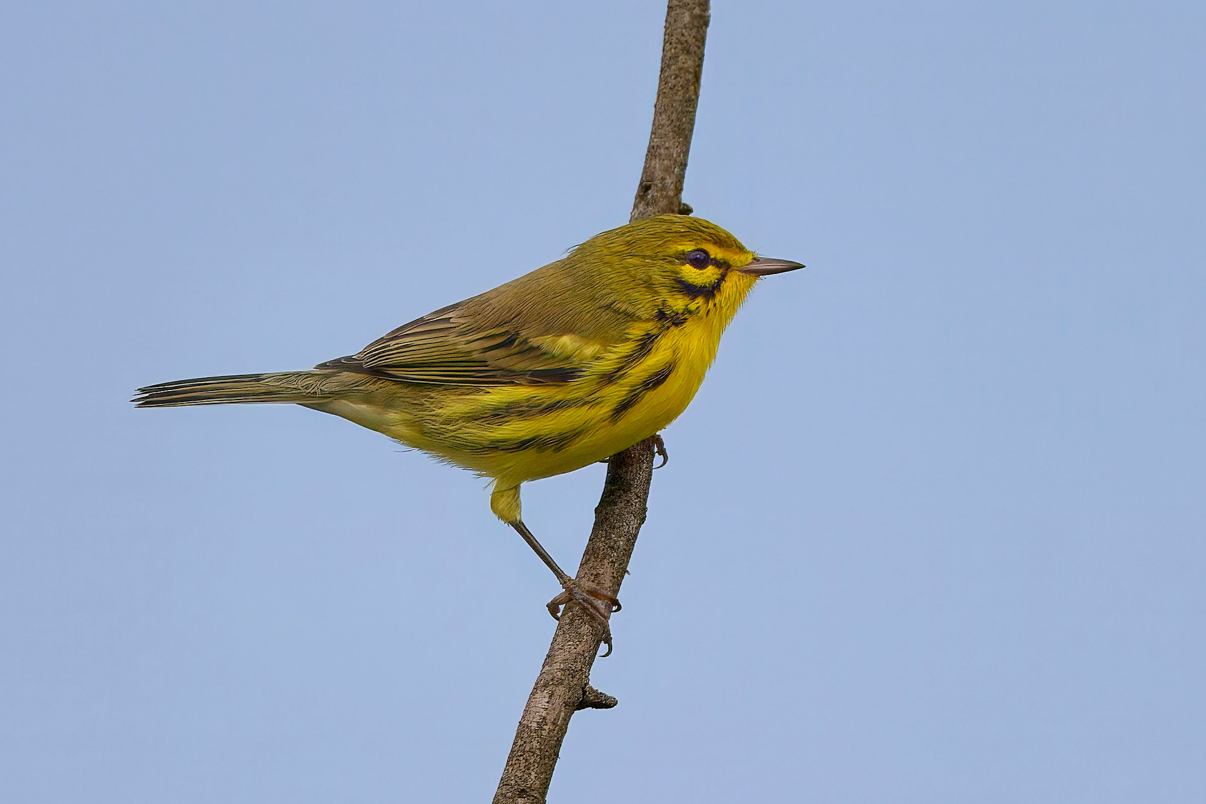 Prairie Warbler - Adult male, photo by Corby Amos