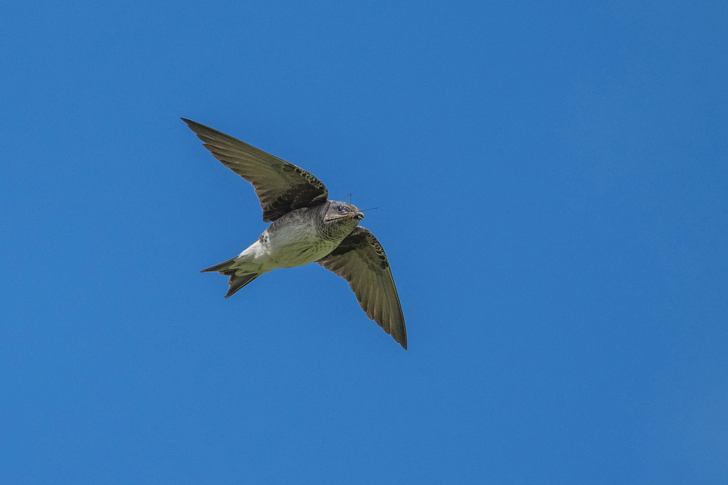 Purple Martin - Carrying food in flight, photo by Joe Mahaffey