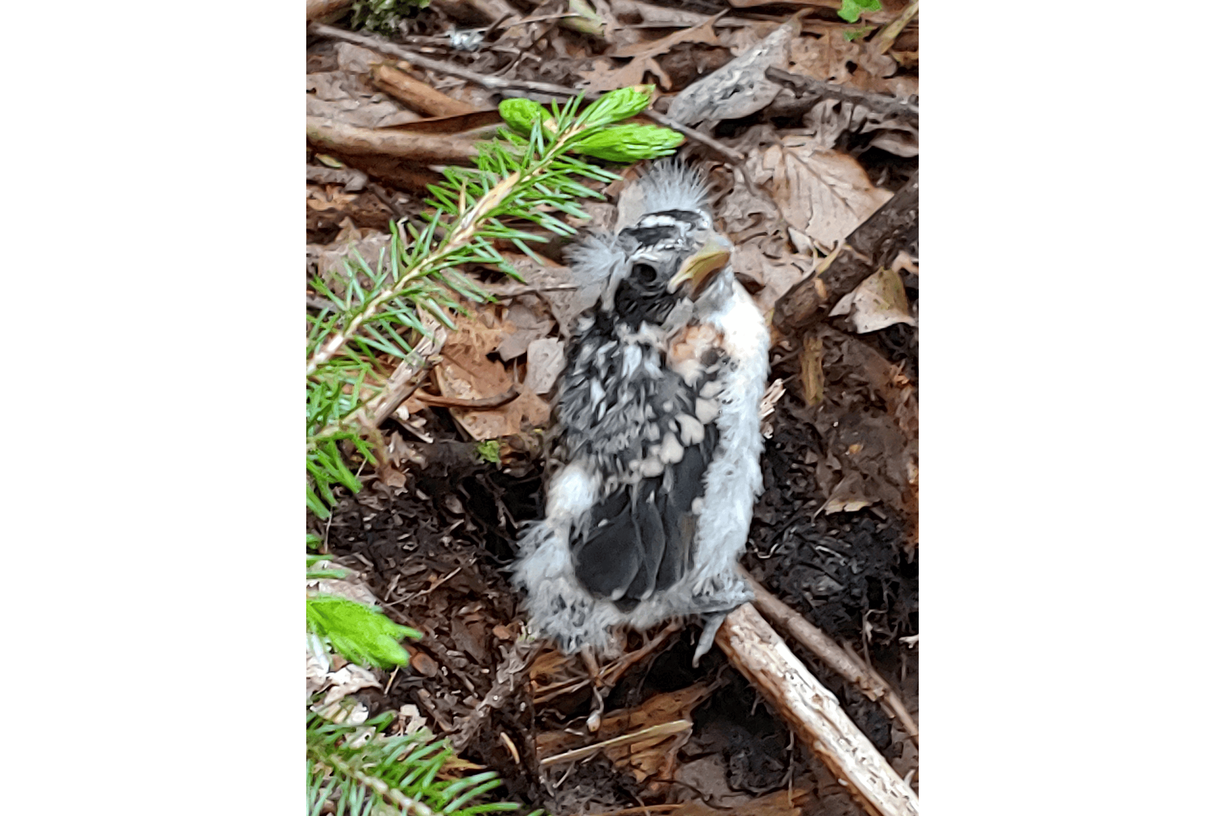 Rose-breasted Grosbeak - Fledgling, photo by Karen Powers