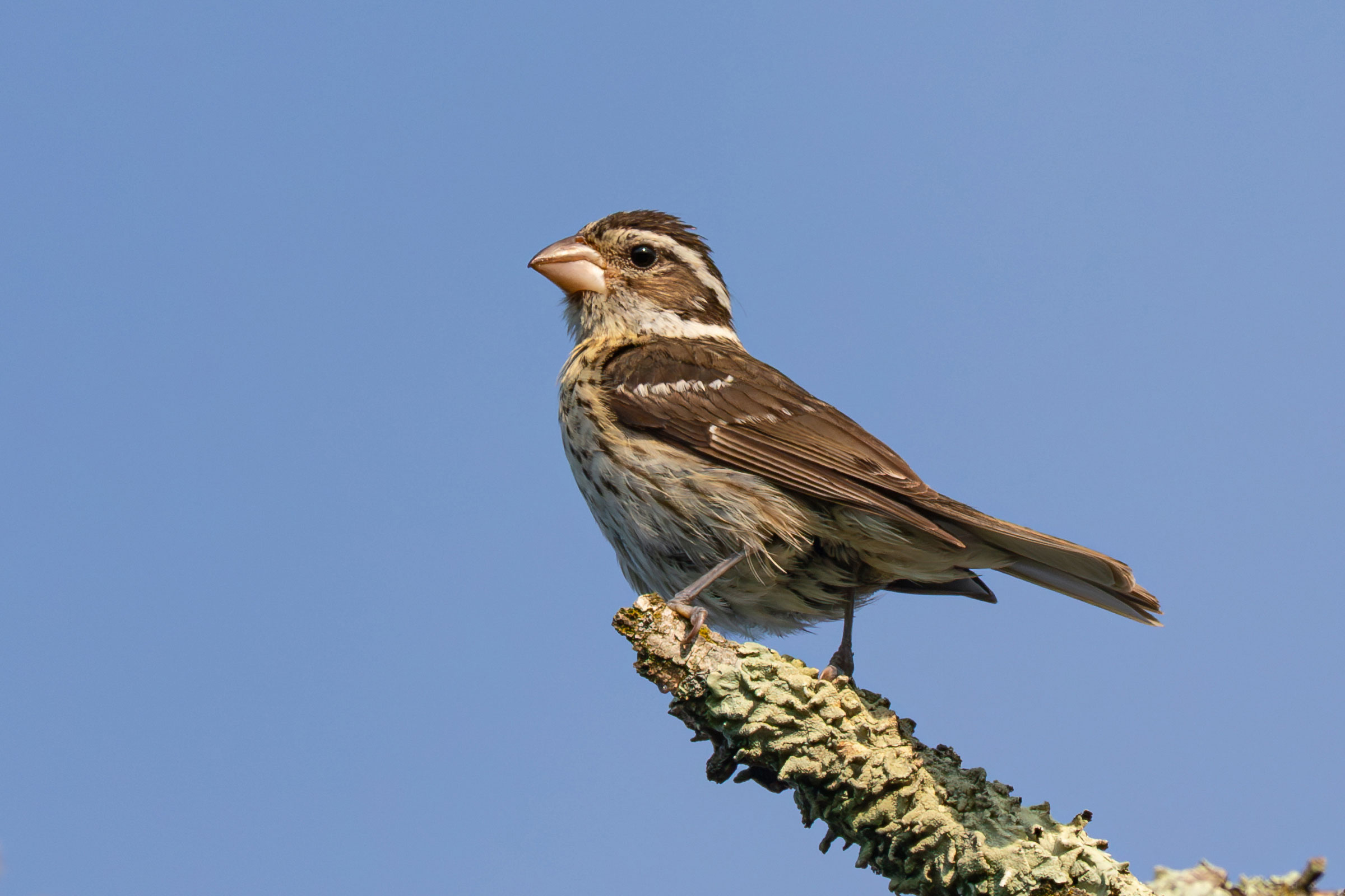 Rose-breasted Grosbeak - Adult female, photo by Todd Dixon