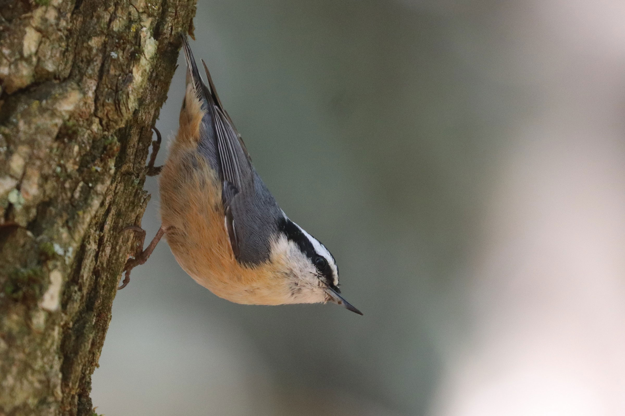 Red-breasted Nuthatch - Adult male, photo by Martina Nordstrand