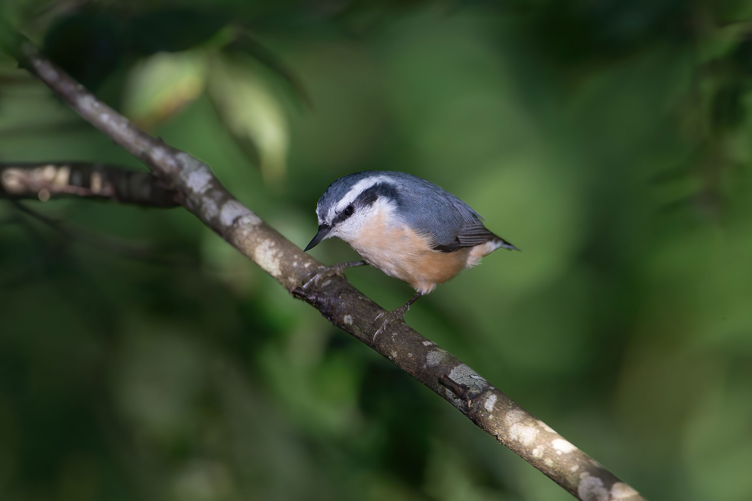 Red-breasted Nuthatch - Adult female, photo by Brian Smith