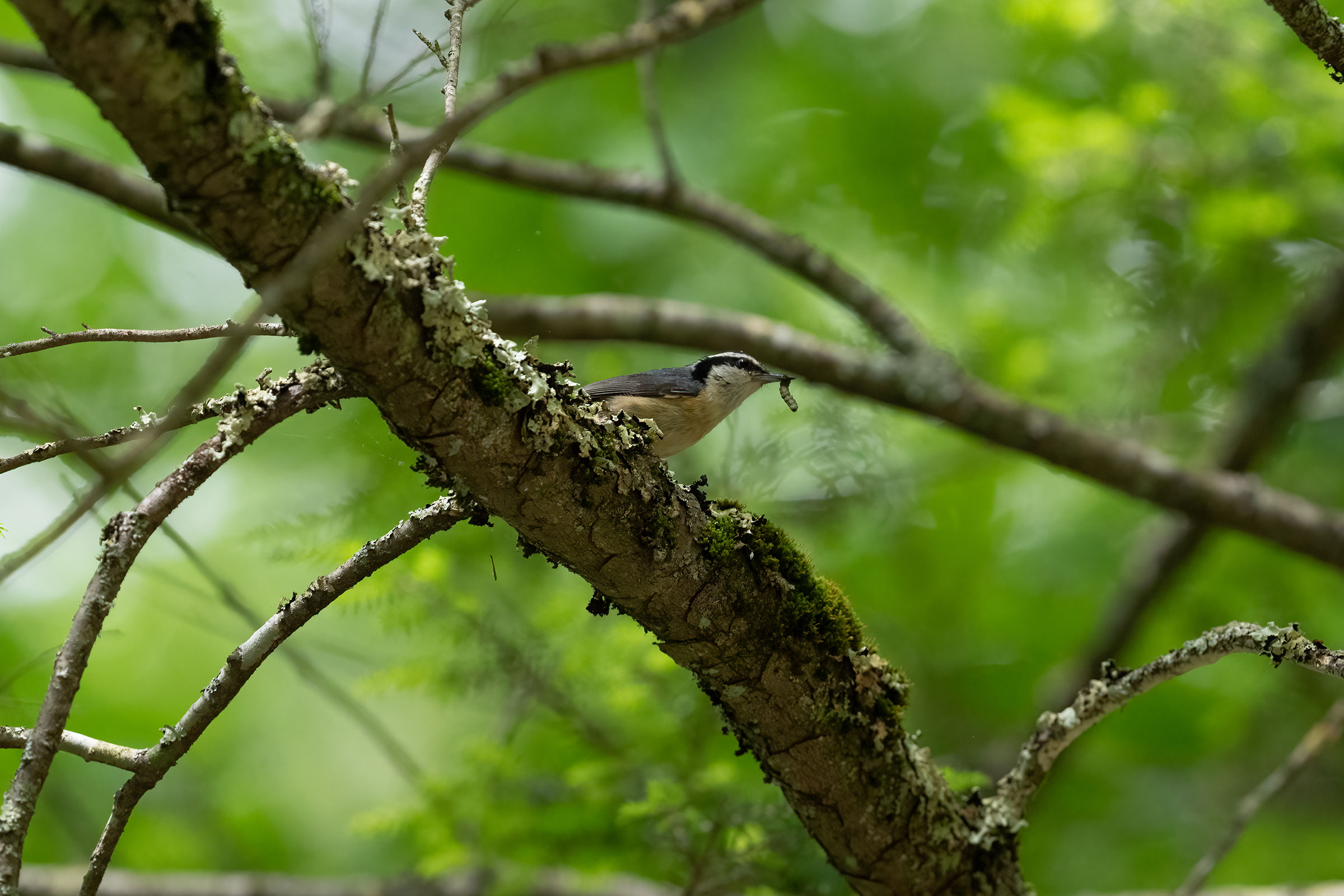 Red-breasted Nuthatch - Male carrying food, photo by Garland Kitts