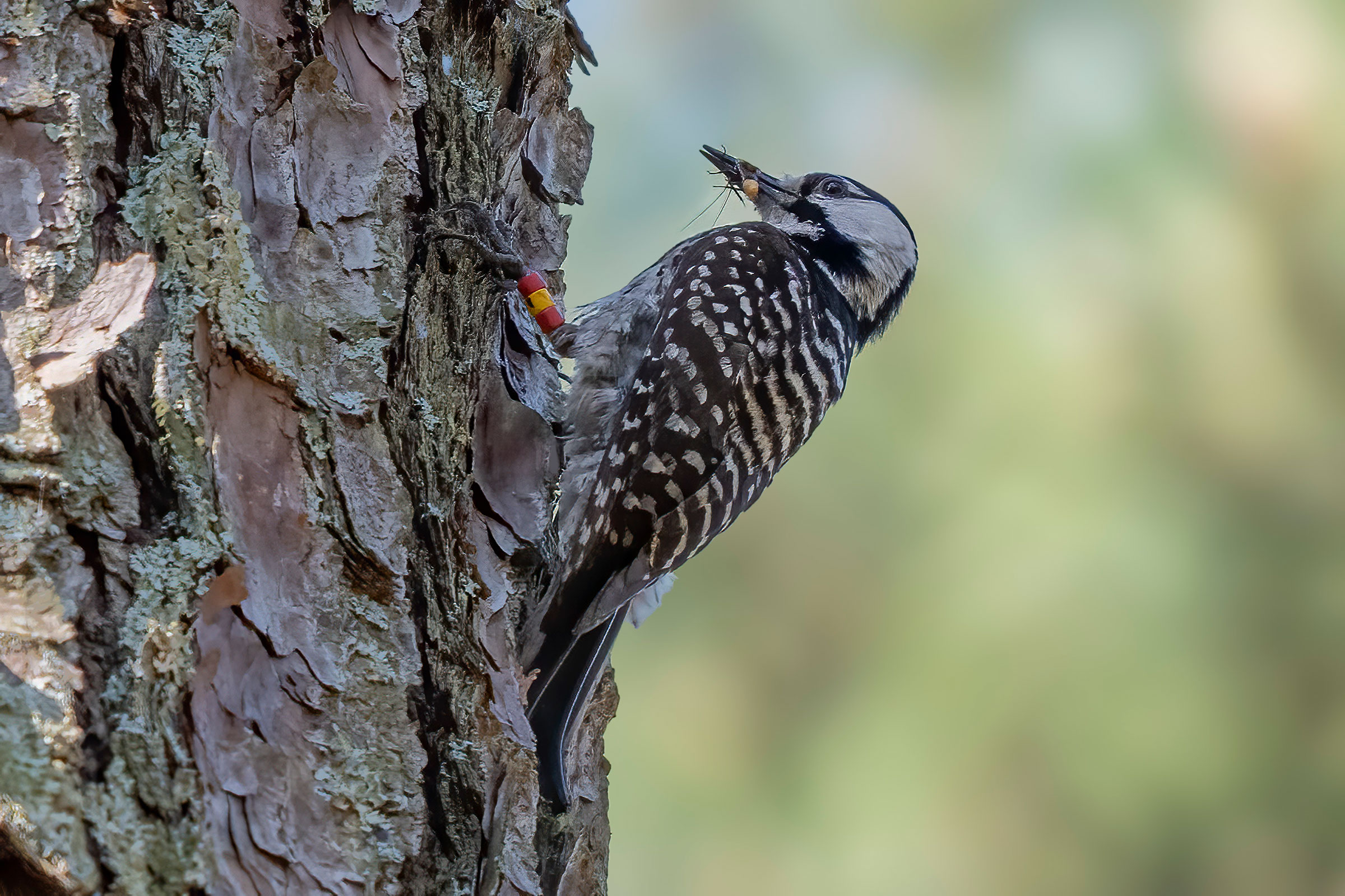 Red-cockaded Woodpecker - Adult with food, photo by David Yeager