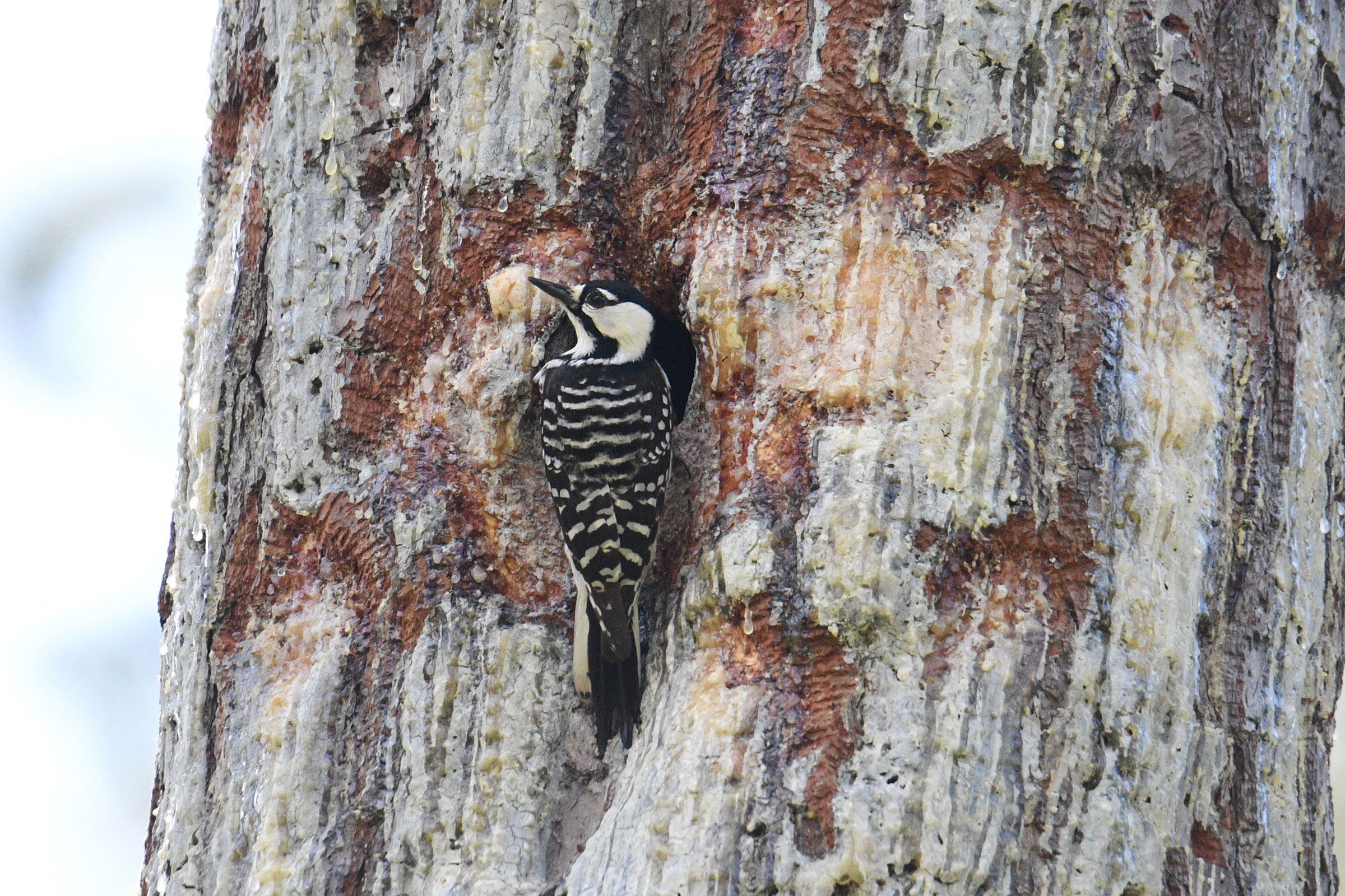 Red-cockaded Woodpecker - Adult at nest hole, photo by Kevin Roback