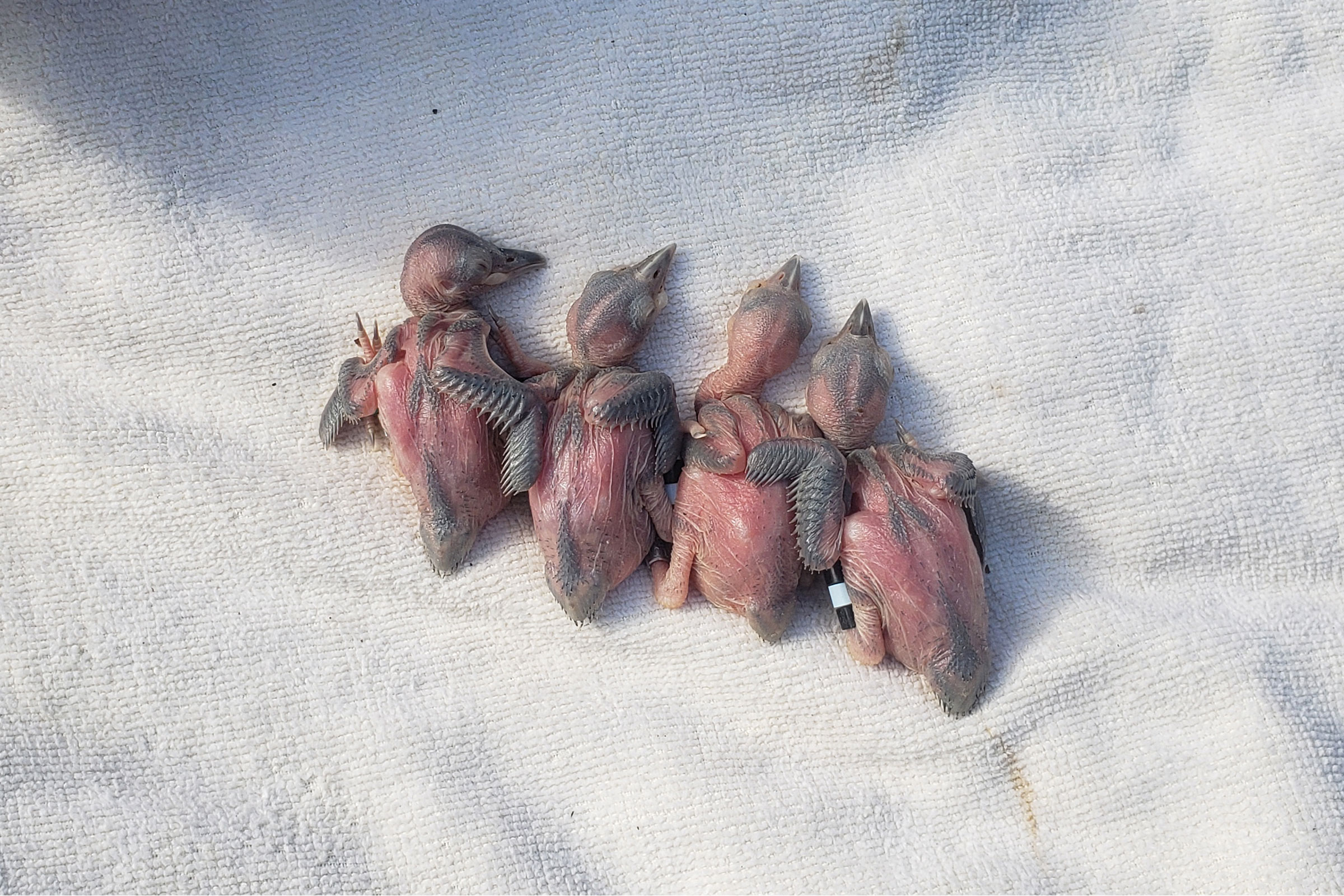 Red-cockaded Woodpecker - Nestlings at banding, photo by Chance Hines
