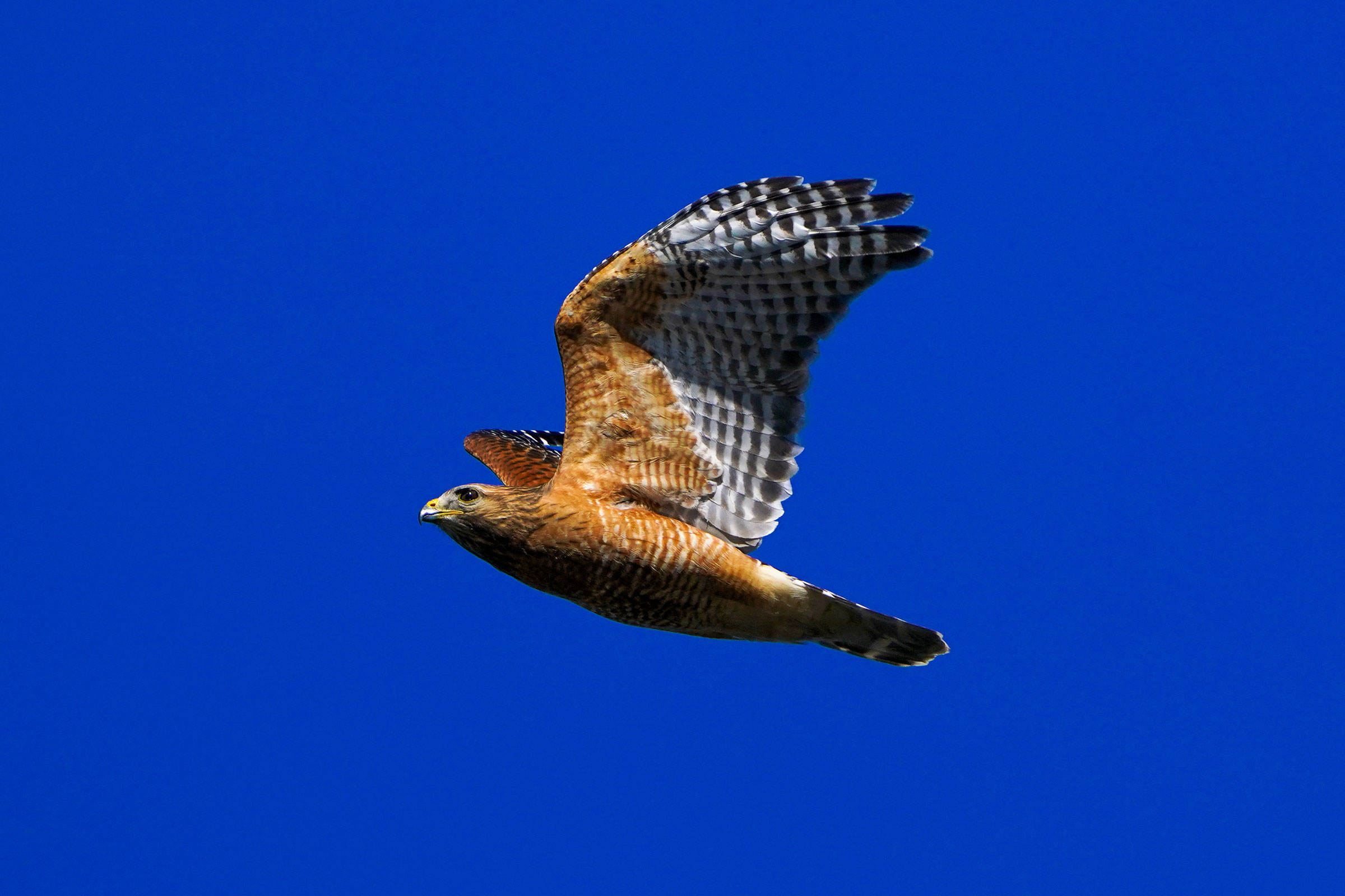 Red-shouldered Hawk - Adult, photo by TJ Byrd