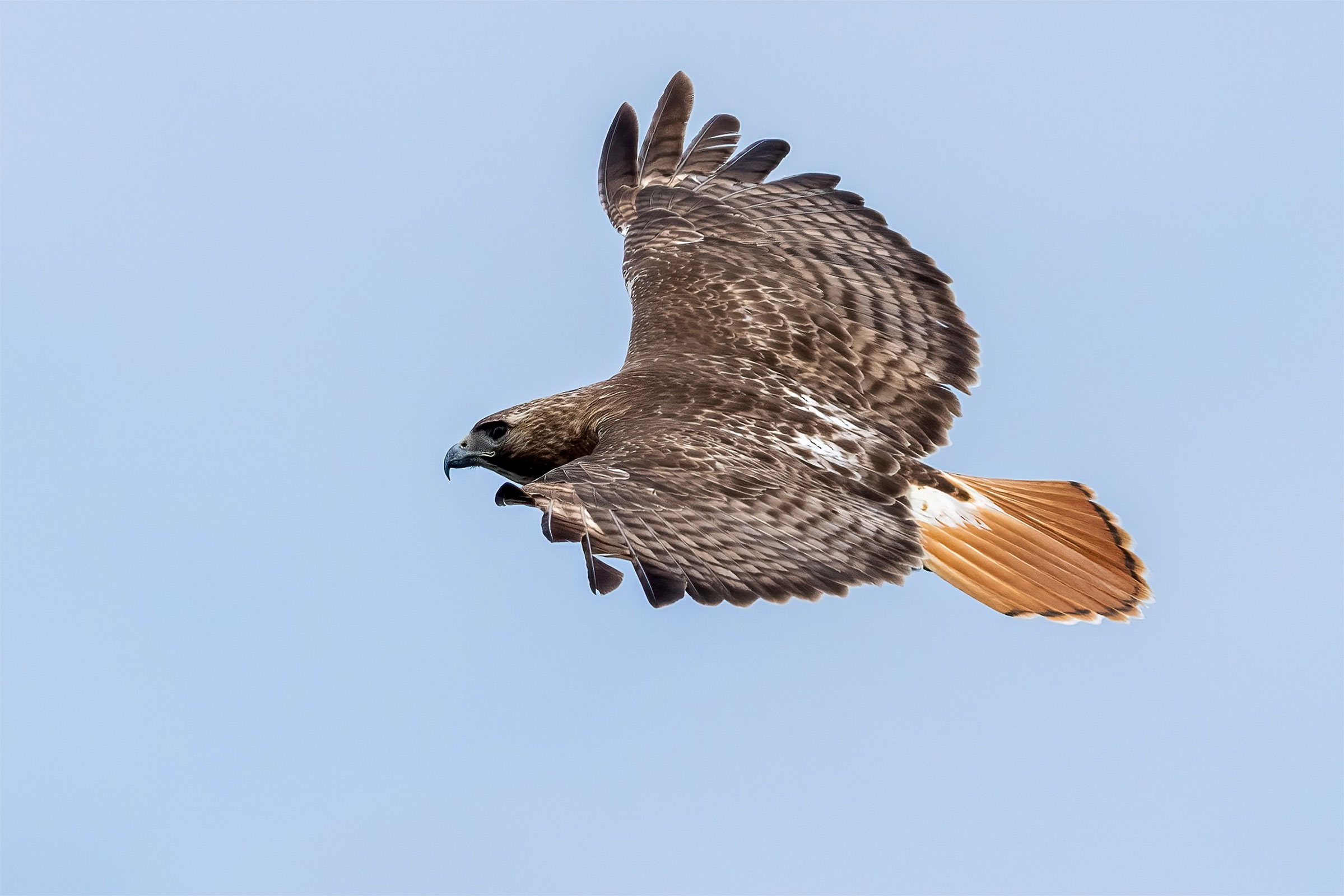 Red-tailed Hawk - Adult, photo by Carol Annis
