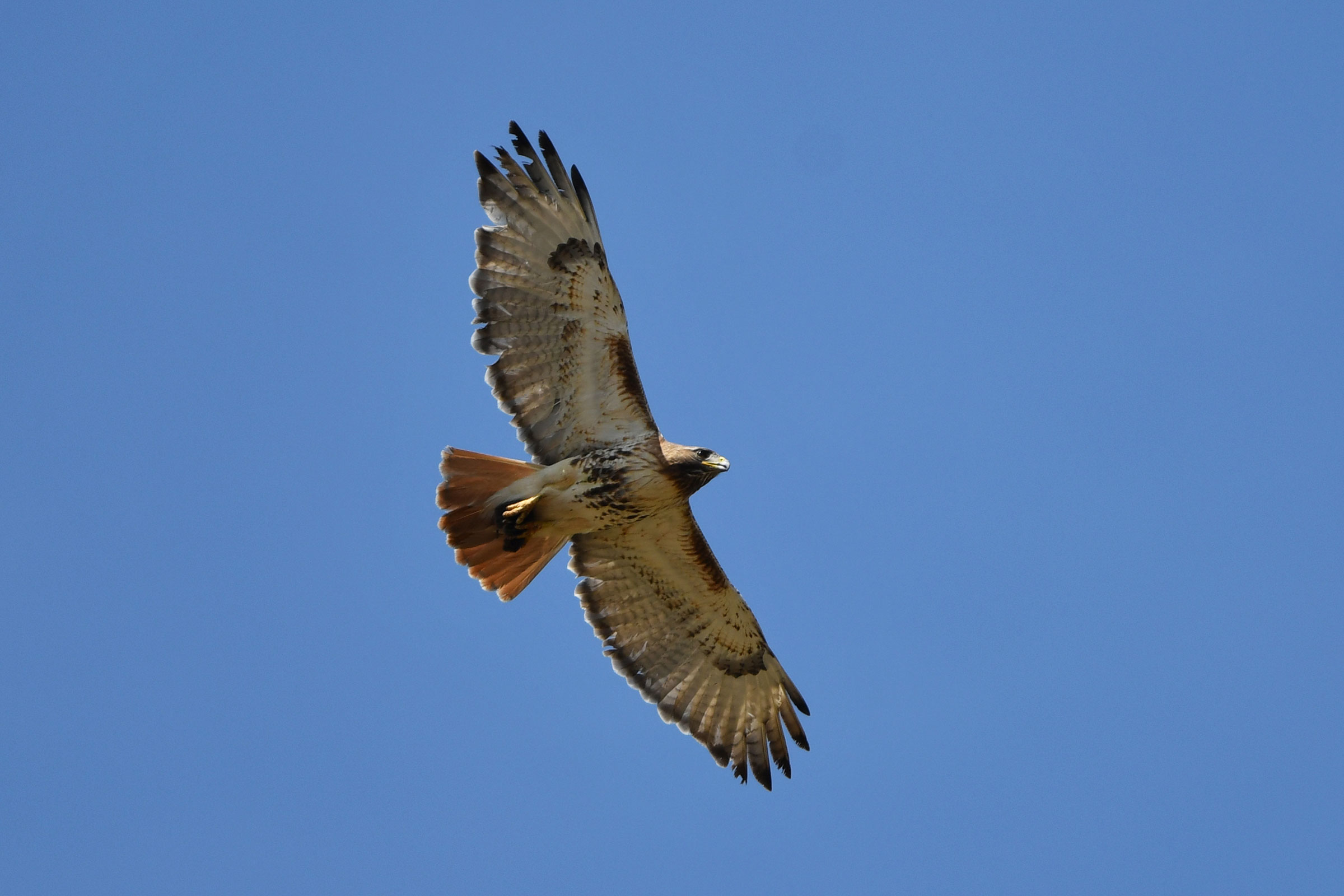 Red-tailed Hawk - Adult in flight, photo by Gerco Hoogeweg 