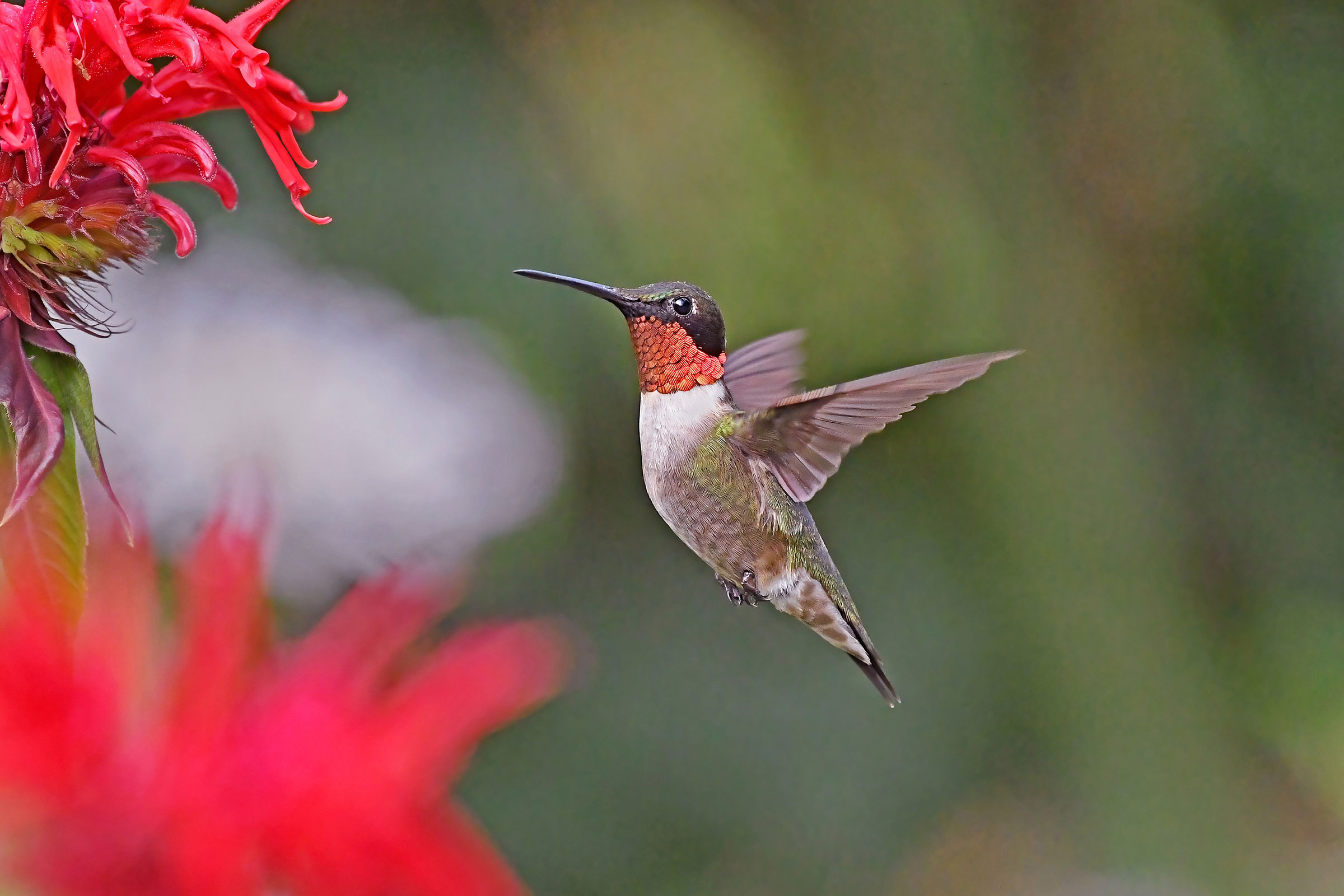 Ruby-throated Hummingbird - Adult male, photo by Jim Easton