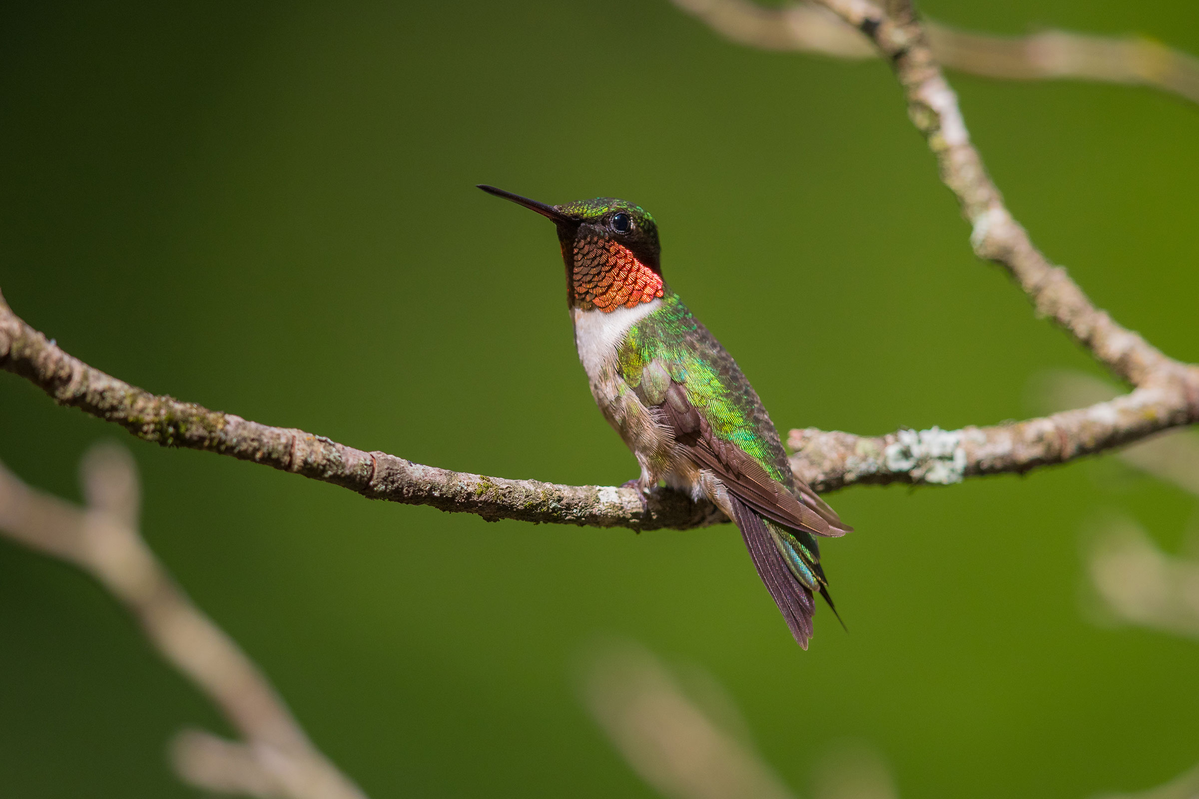 Ruby-throated Hummingbird - Adult male, photo by Douglas Burkett