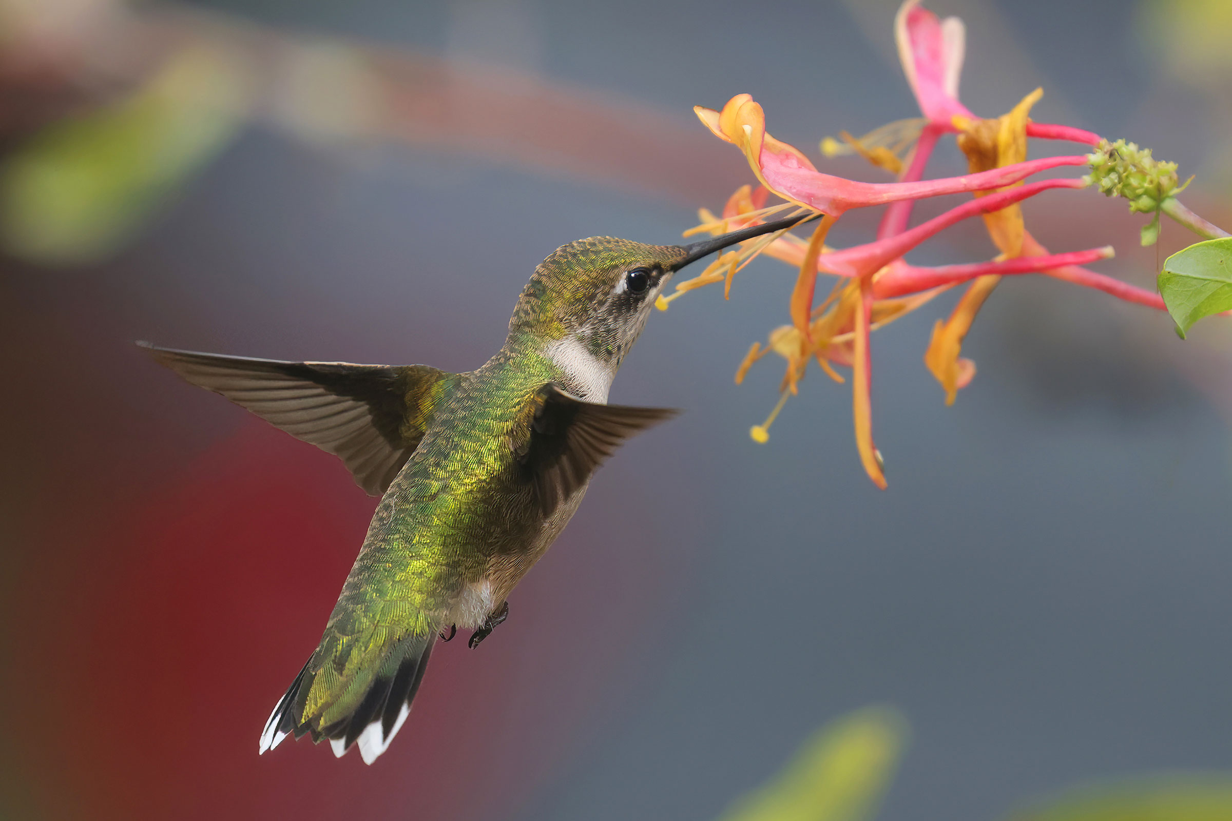 Ruby-throated Hummingbird - Adult female, photo by Deborah Humphries