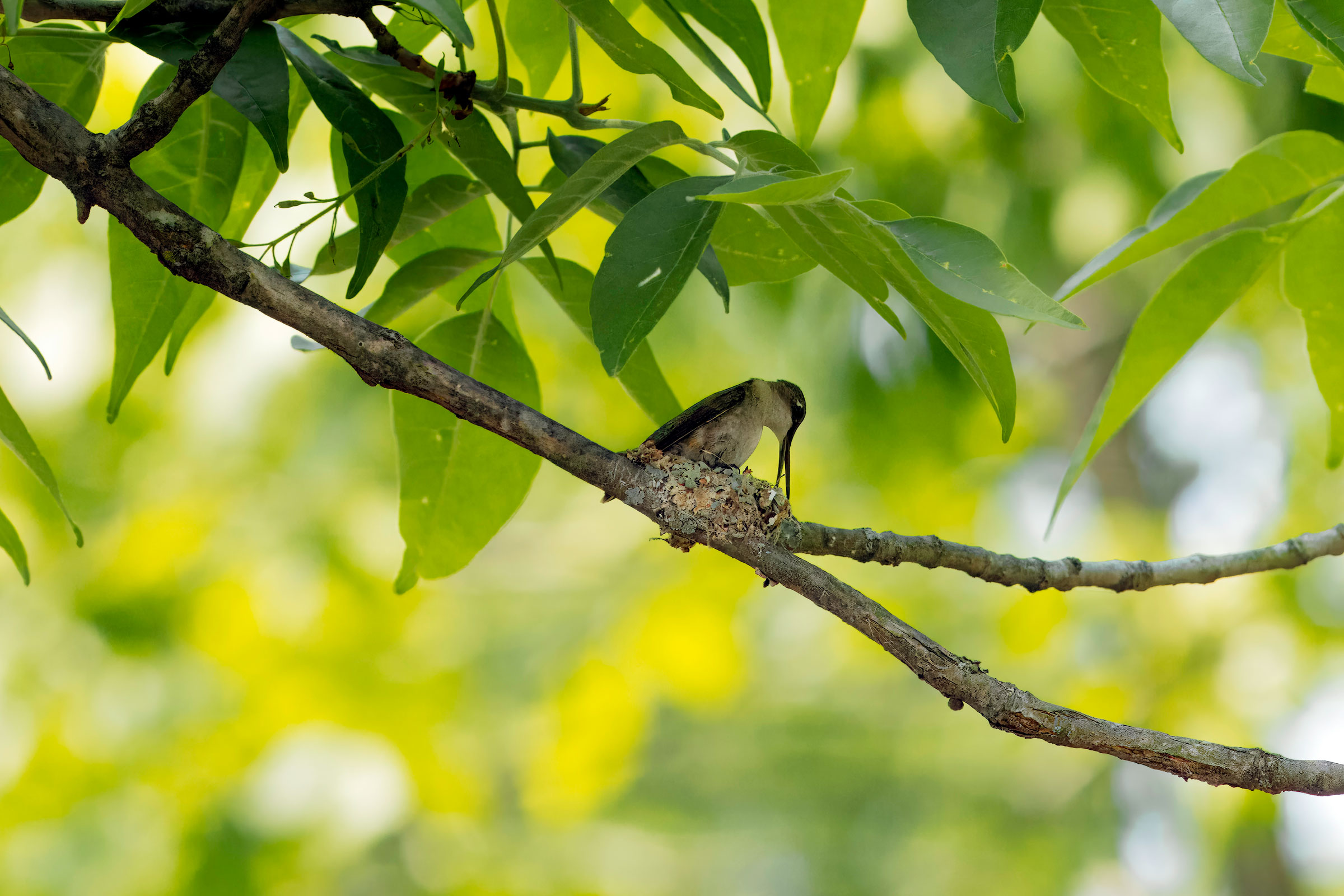 Ruby-throated Hummingbird - Nest building, photo by Todd Kiraly