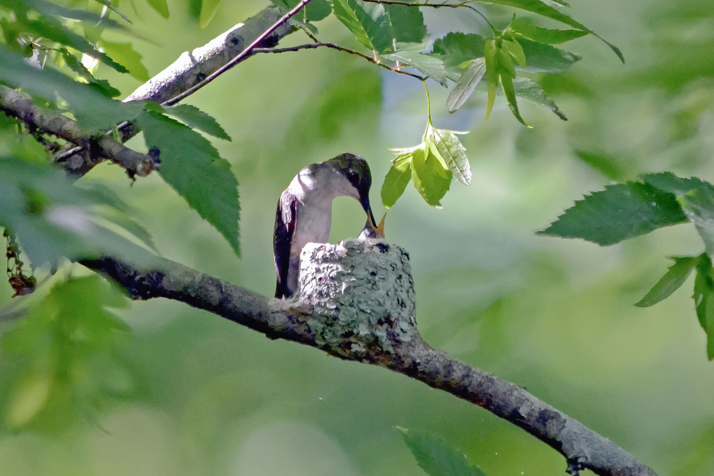 Ruby-throated Hummingbird - Feeding young, photo by Jim Easton