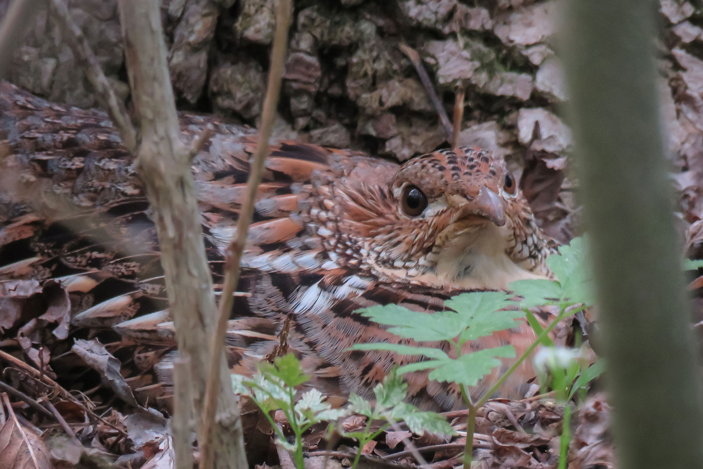 Ruffed Grouse - Female on nest, photo by David Larsen