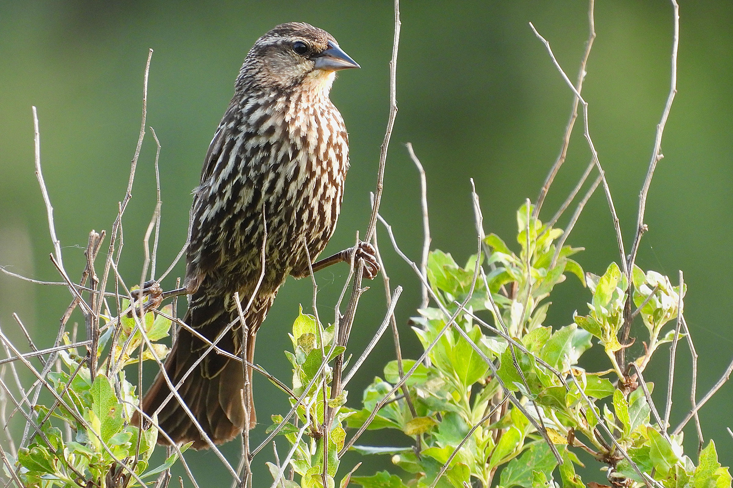 Red-winged Blackbird - Adult female, photo by Timothy Blanchard