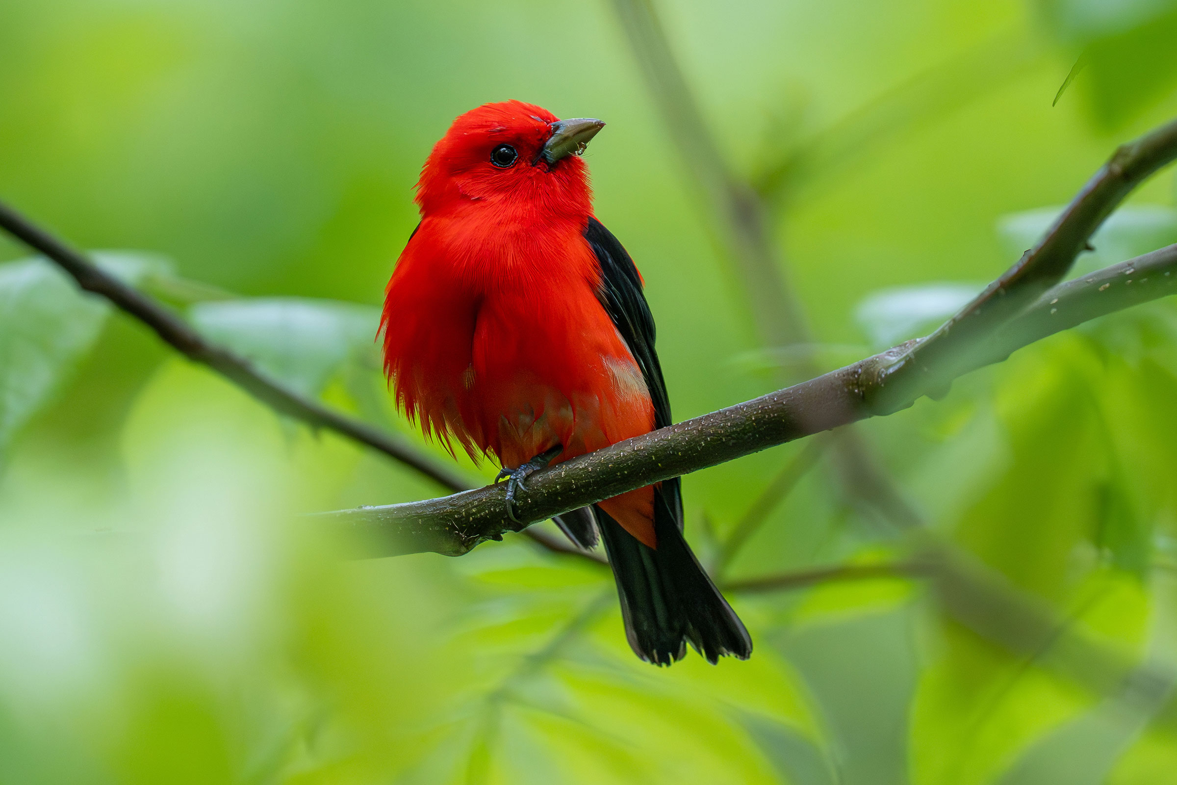 Scarlet Tanager - Adult male, photo by Julie Davis