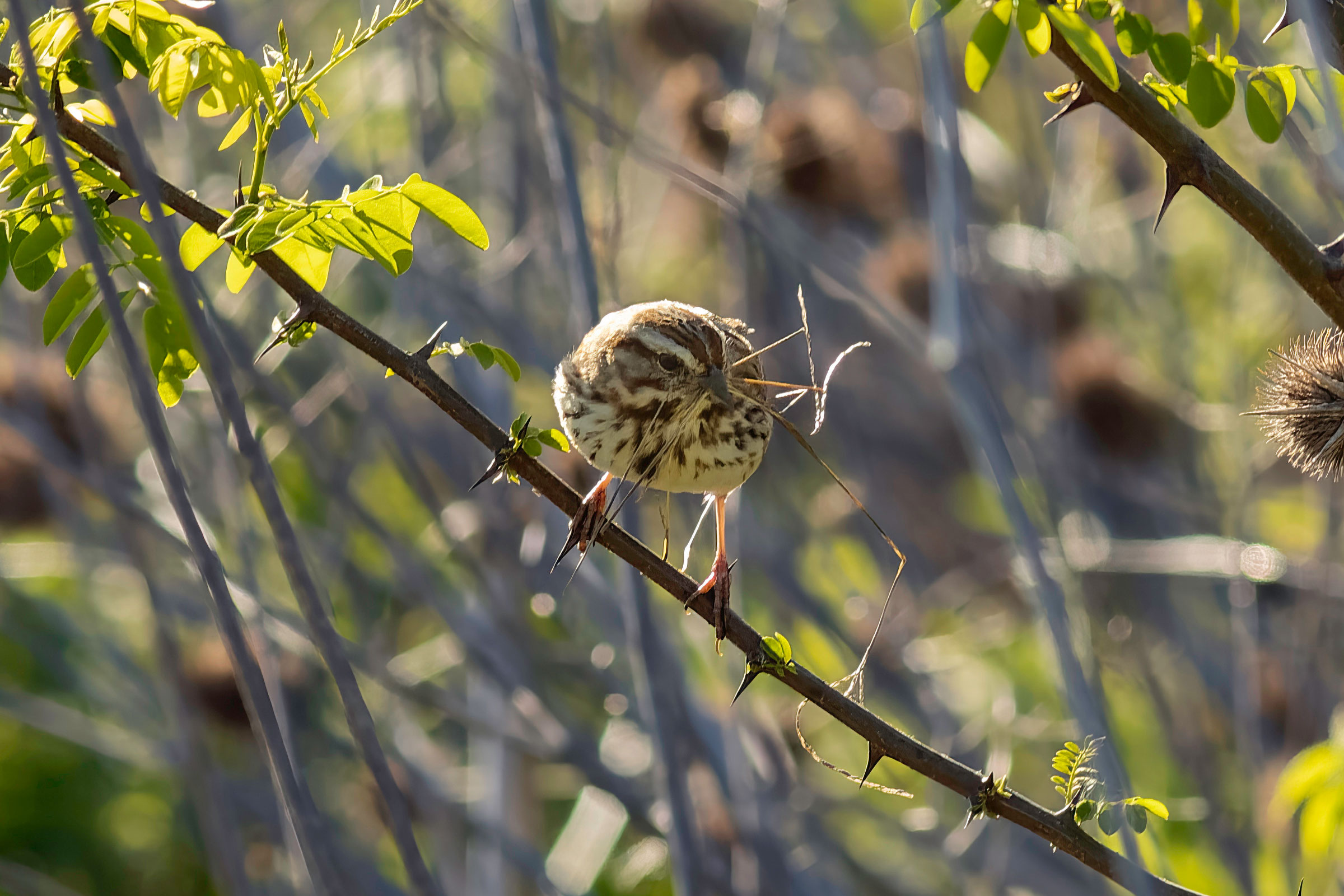 Song Sparrow - Adult, photo by Todd Kiraly