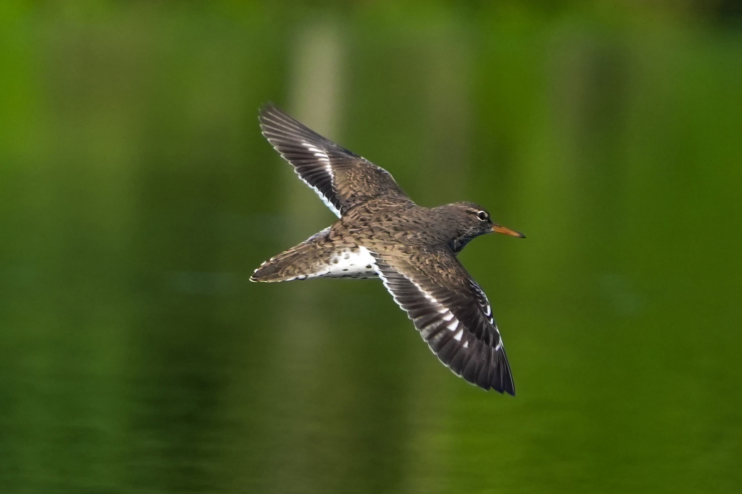 Spotted Sandpiper - Adult flying, photo by TJ Byrd