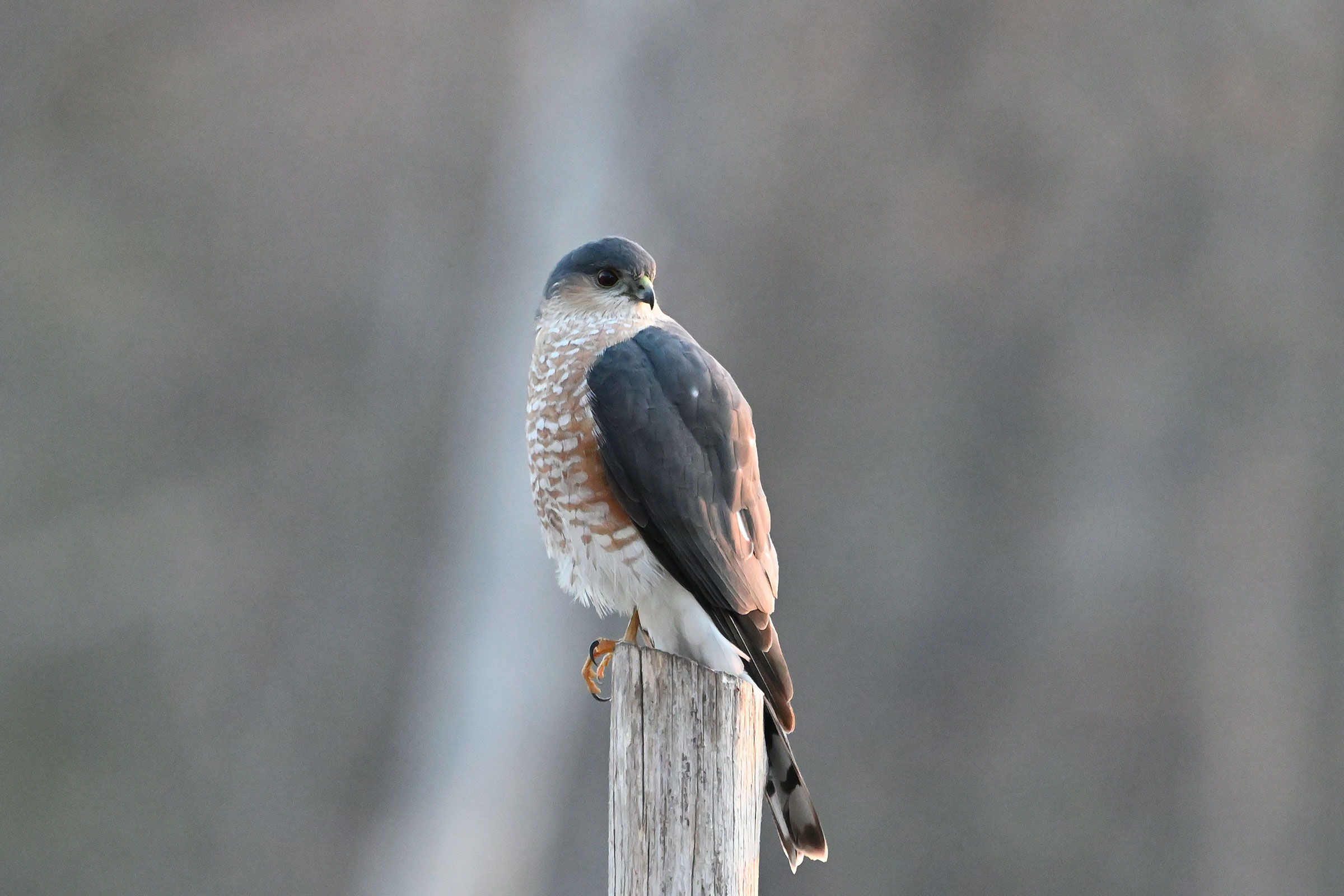 Sharp-shinned Hawk - Adult, photo by Donald Casavecchia 