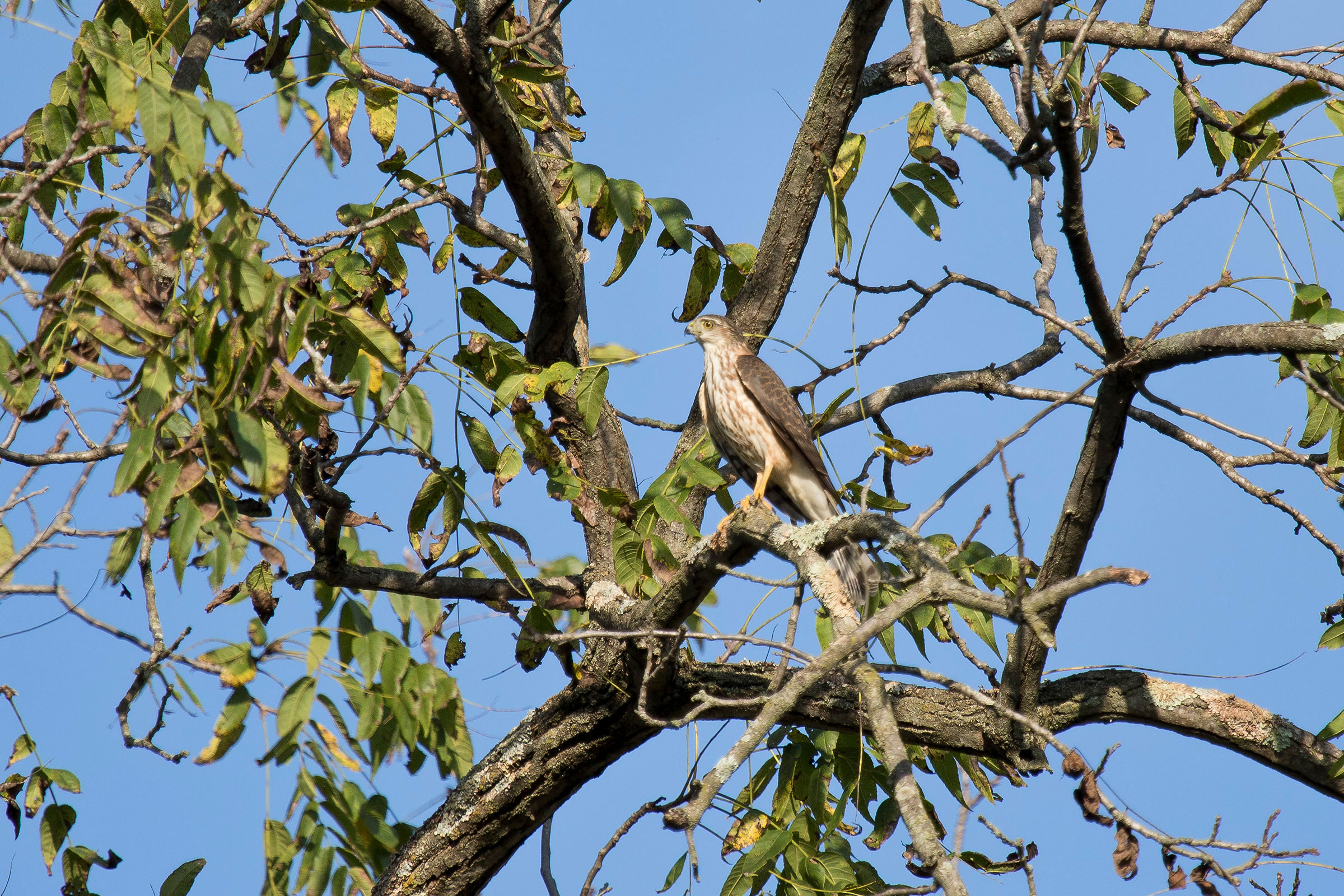 Sharp-shinned Hawk - Immature, photo by Dave Boltz