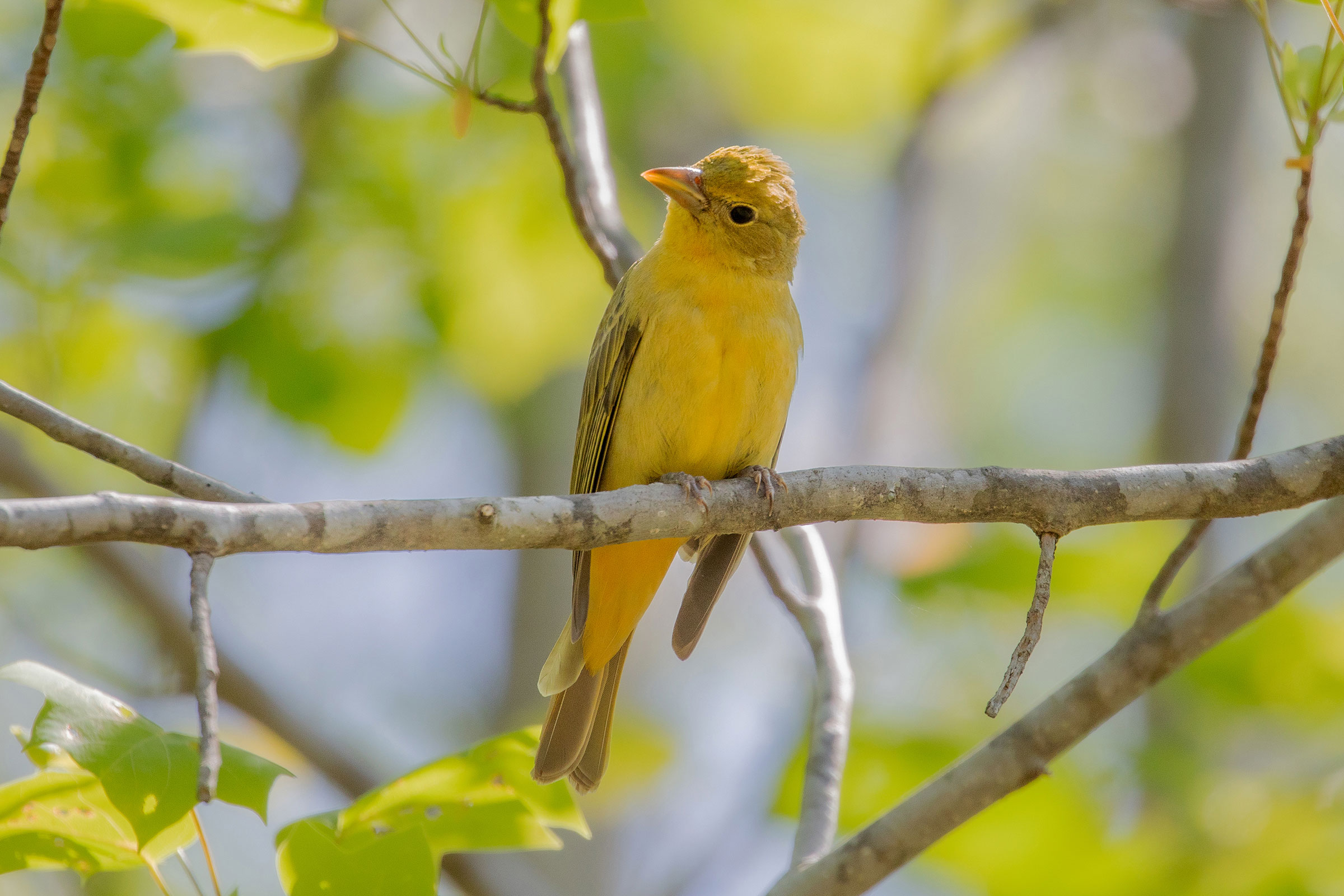Summer Tanager - Adult female, photo by Bill Wood
