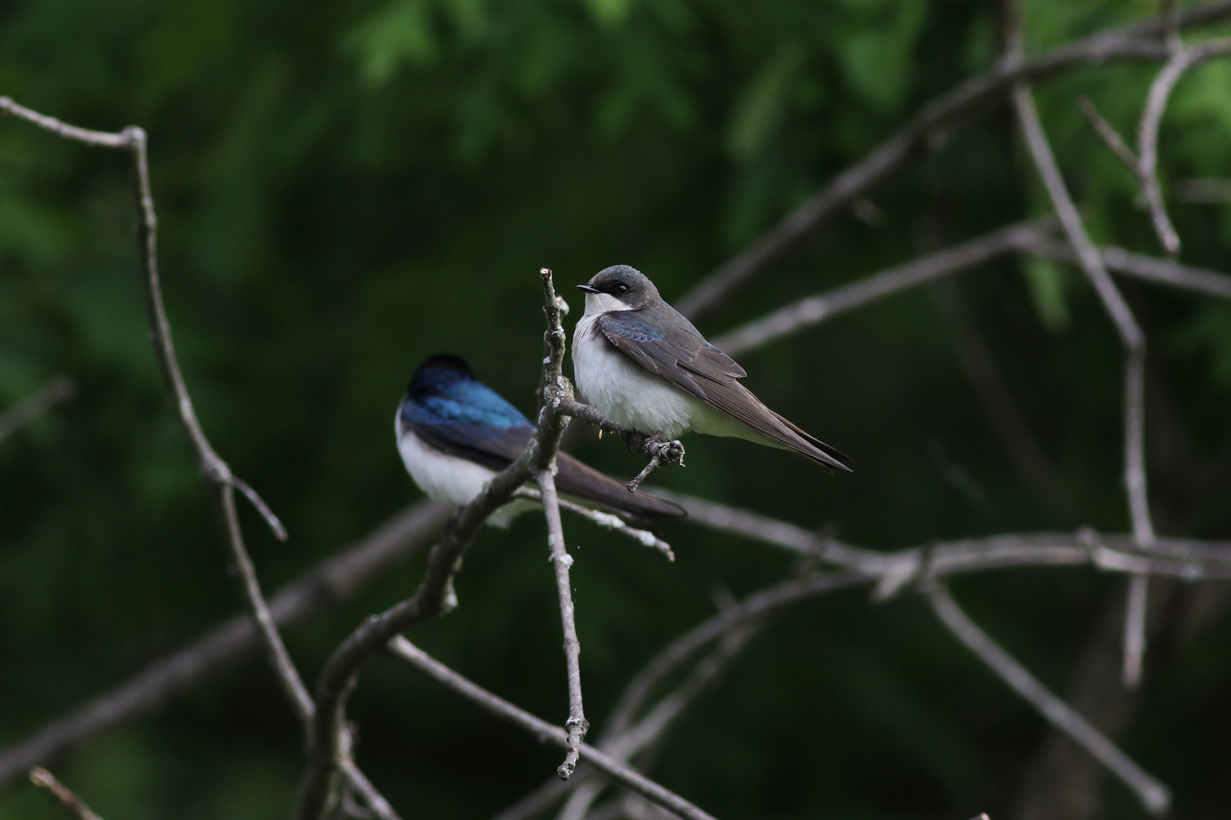Tree Swallow - Adult female, photo by Daniel Lebbin