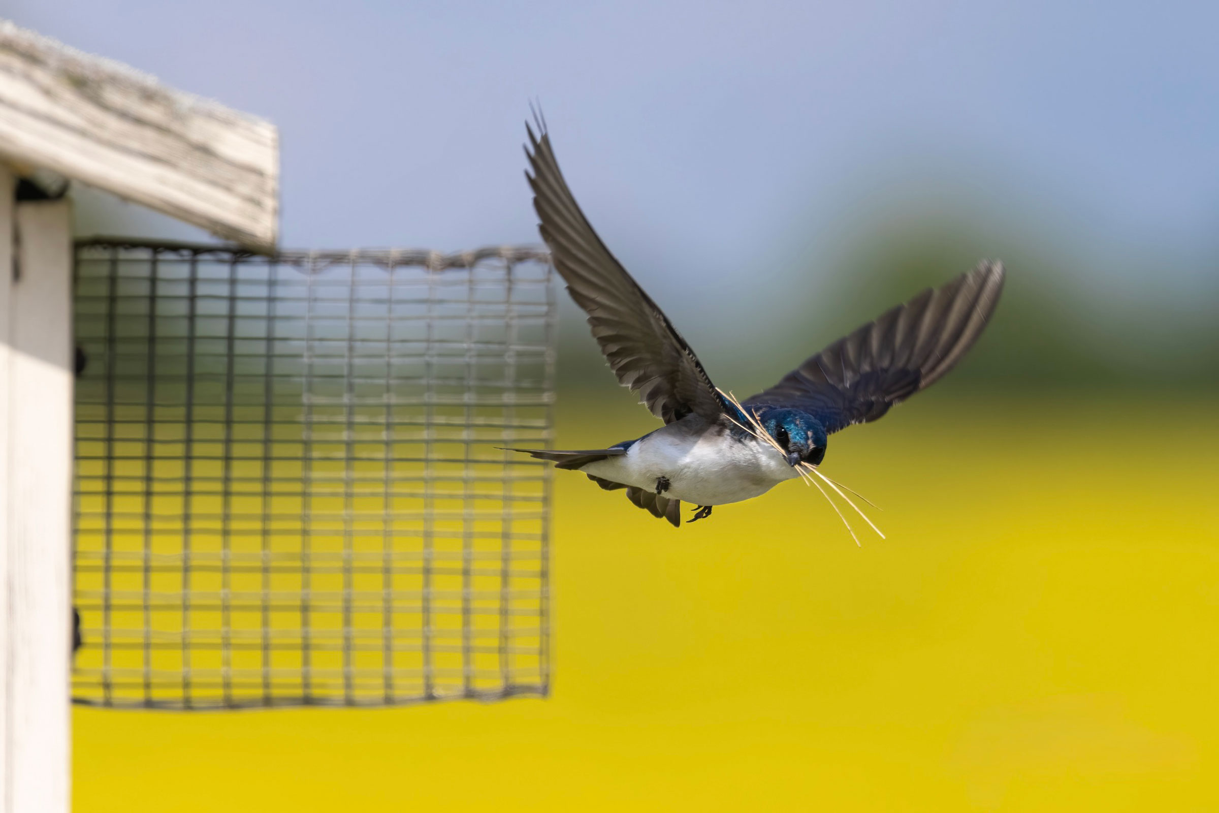 Tree Swallow - Adult with nesting material, photo by Matt Felperin