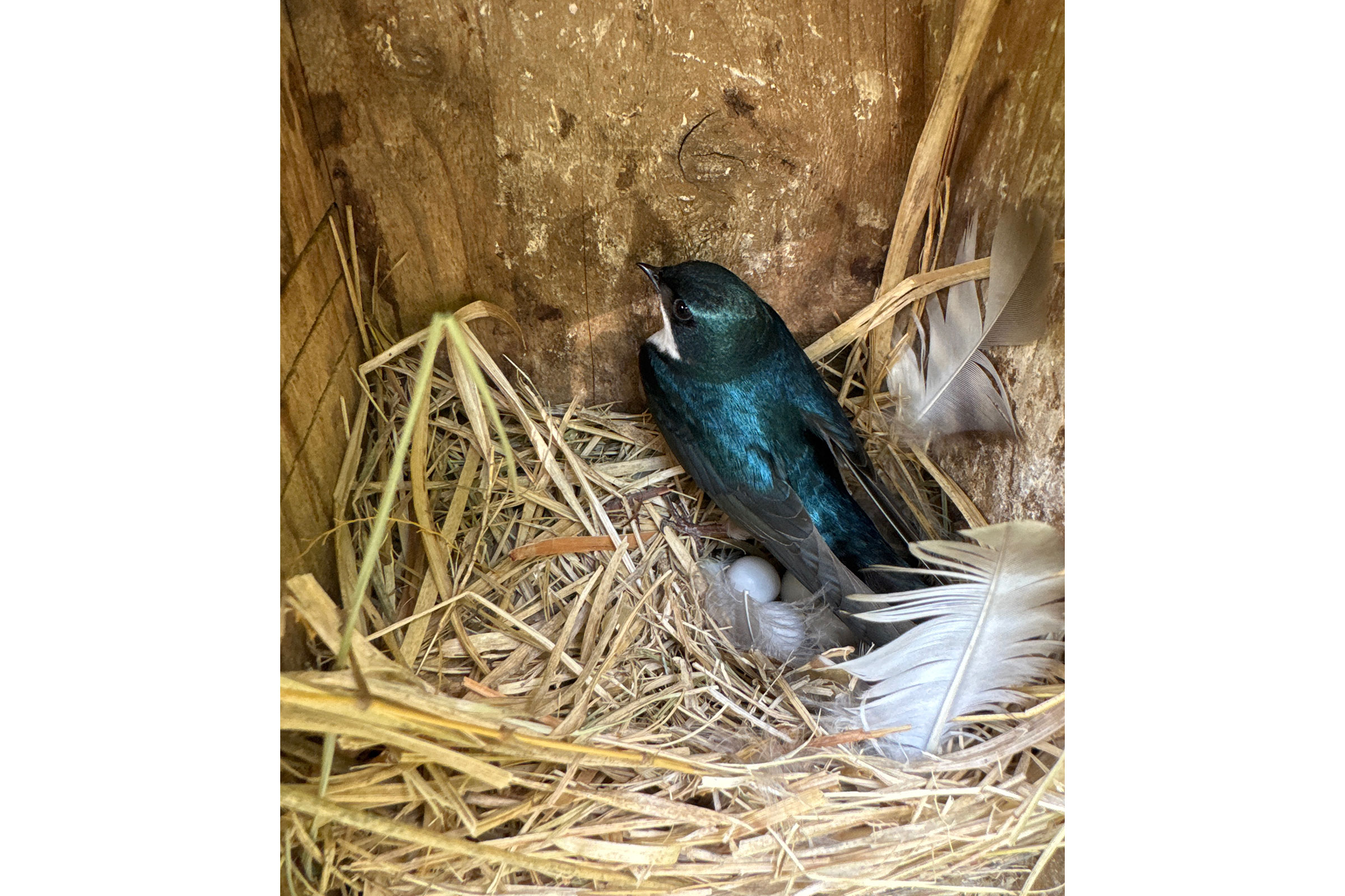 Tree Swallow - Nest and eggs in nest box, photo by Phil Kenny