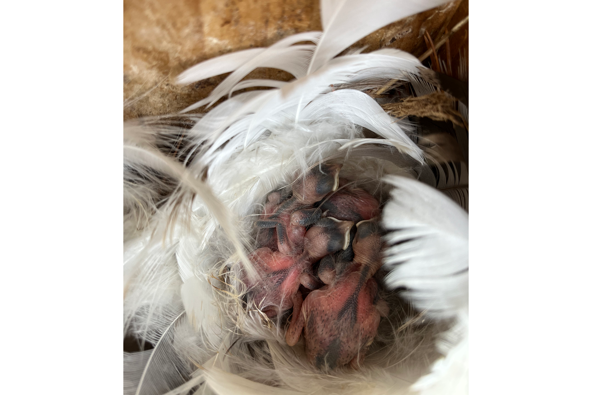 Tree Swallow - Hatchlings, photo by JoAnn Dalley