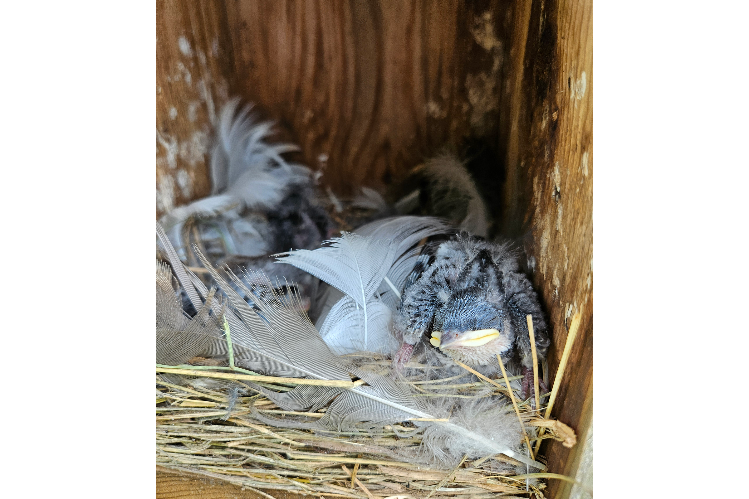 Tree Swallow - Nestlings, photo by Scott Harris
