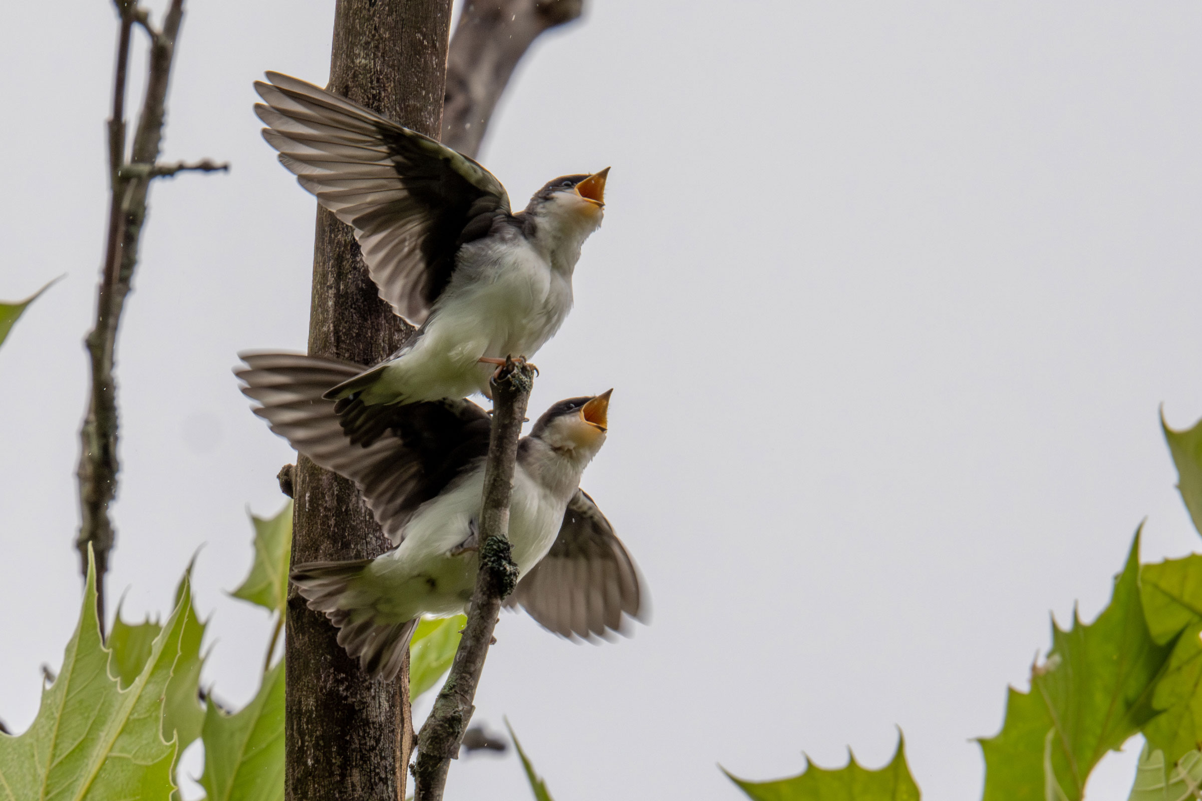 Tree Swallow - Young begging, photo by Erie Dragonuk