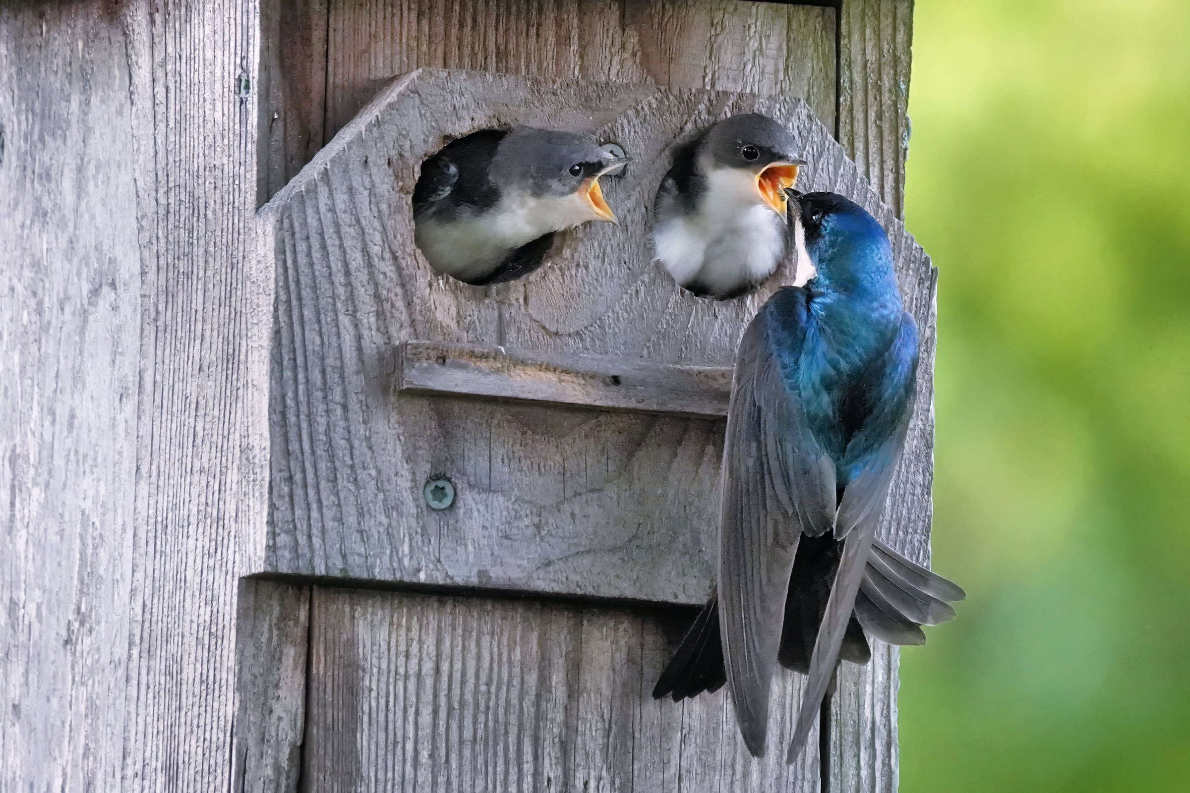 Tree Swallow - Feeding young, photo by Alan Mitchnick