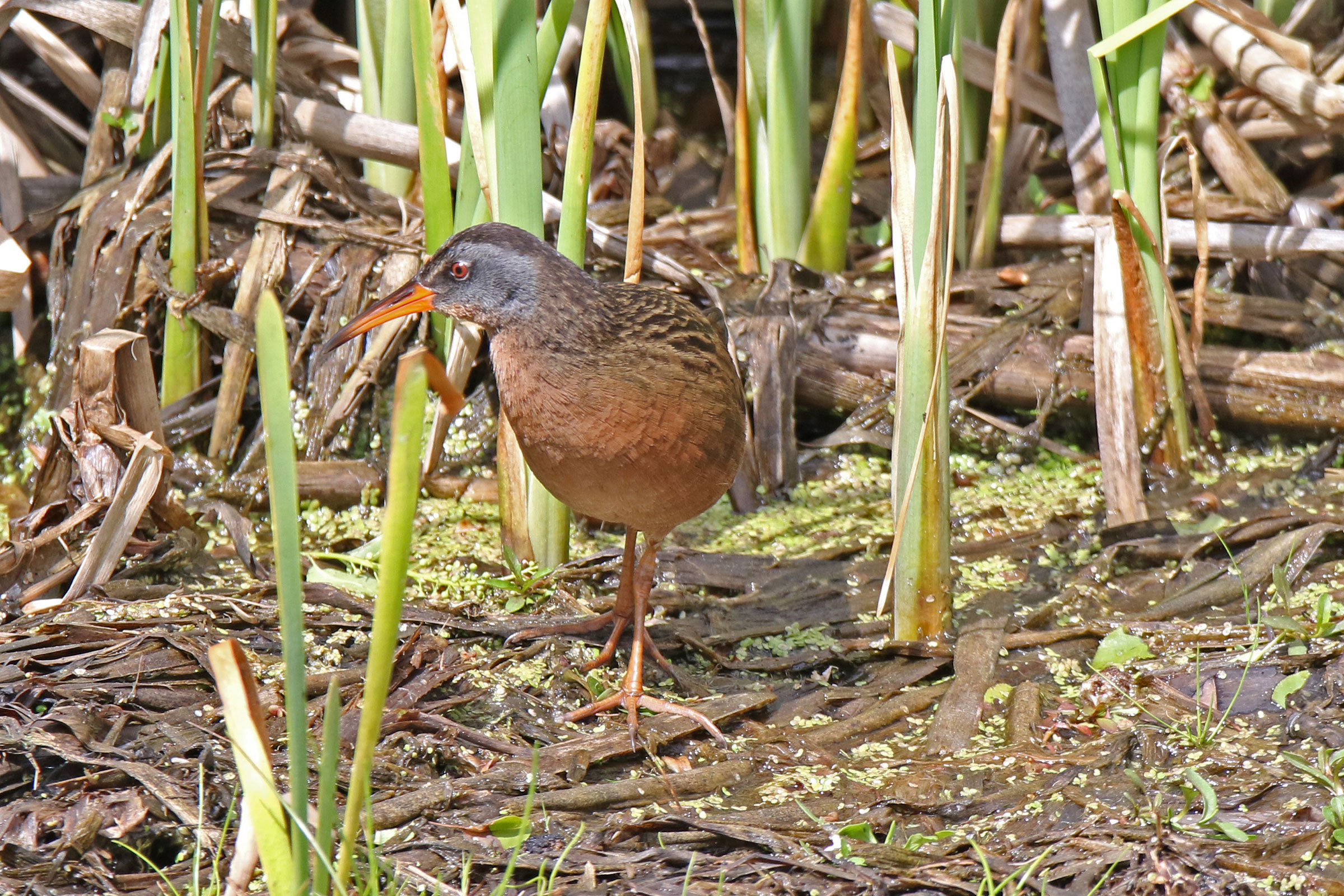 Virginia Rail - Adult, photo by David Schlabach