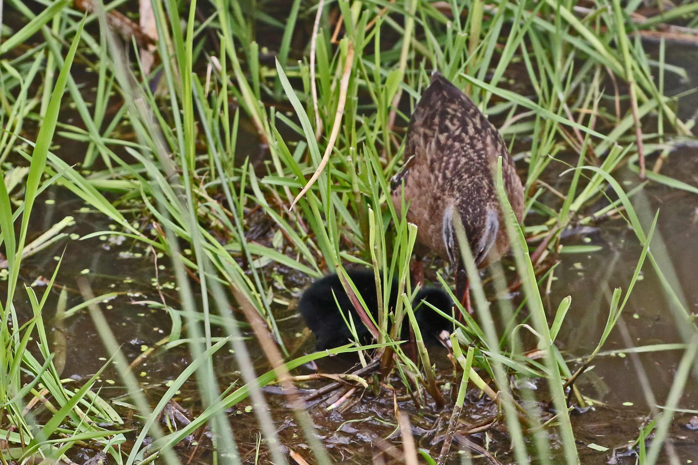 Virginia Rail - Adult with chick, photo by David Schlabach