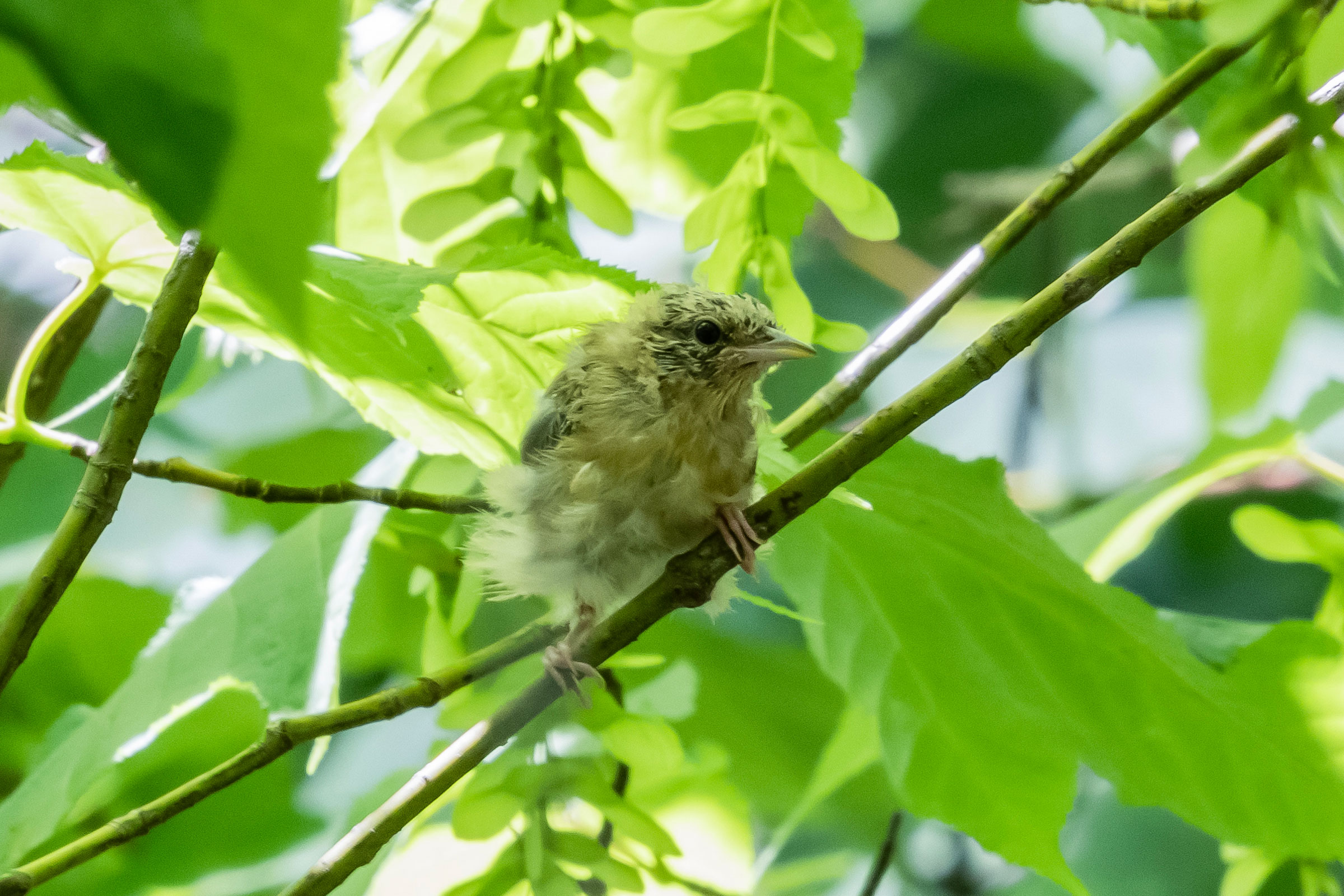 Worm-eating Warbler - Fledgling, photo by Diane Lepkowski