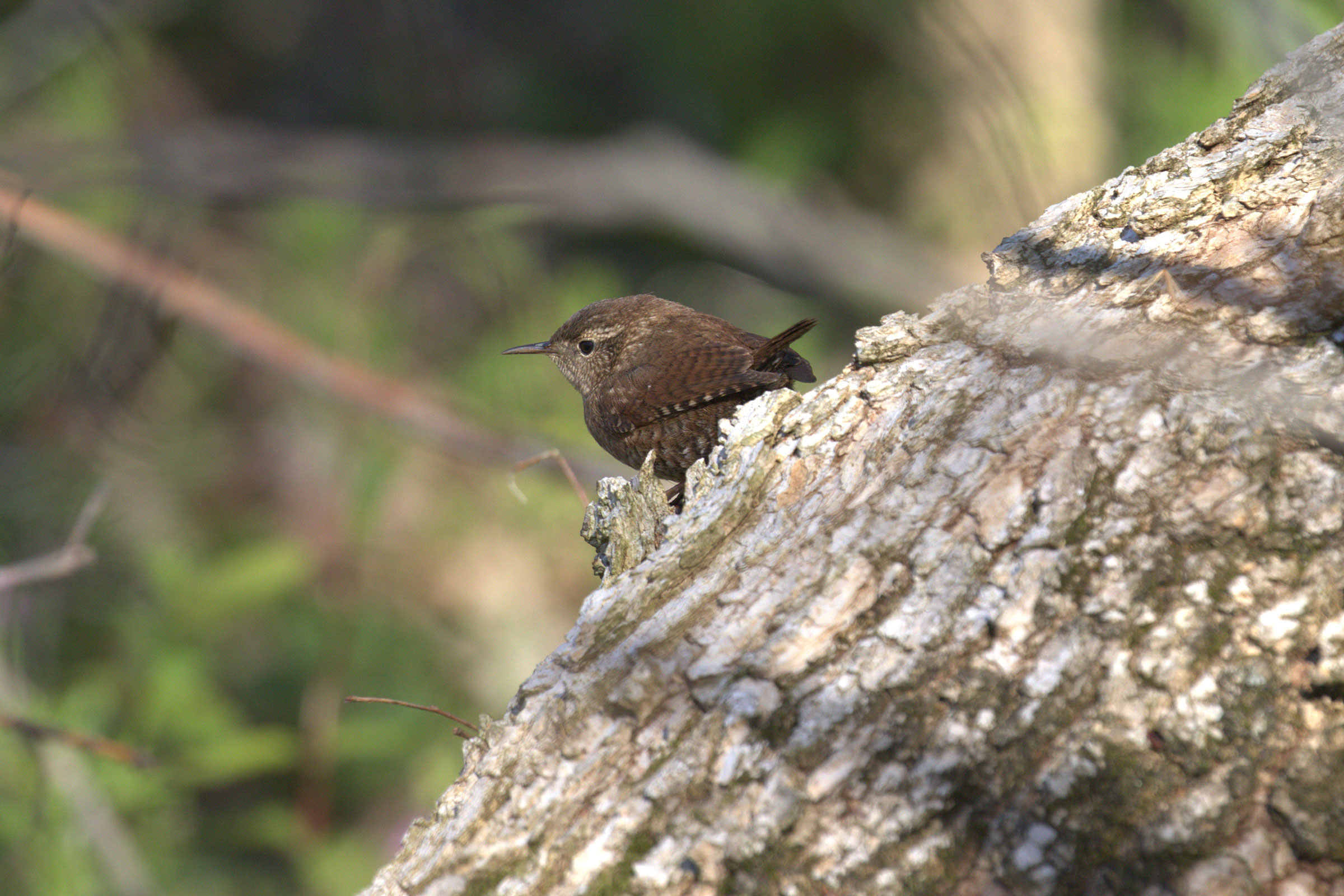 Winter Wren - Adult, photo by Nik Teichmann