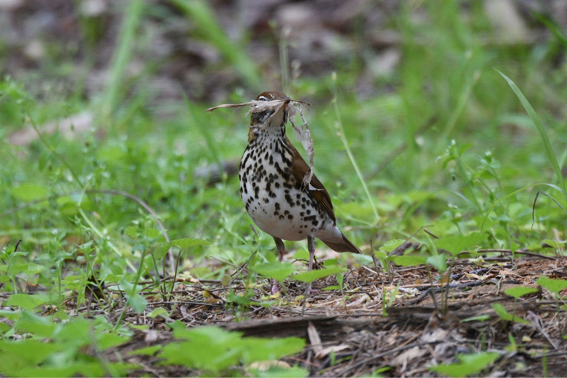 Wood Thrush - With nesting material, photo by Gerco Hoogeweg