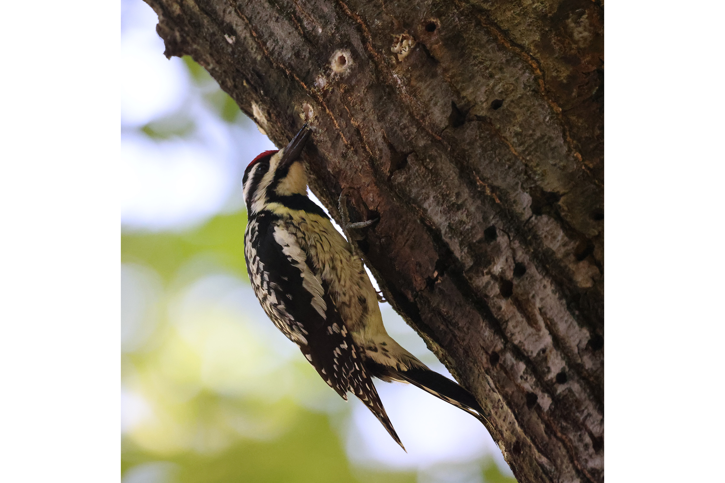Yellow-bellied Sapsucker - Adult female, photo by Kathy Richardson