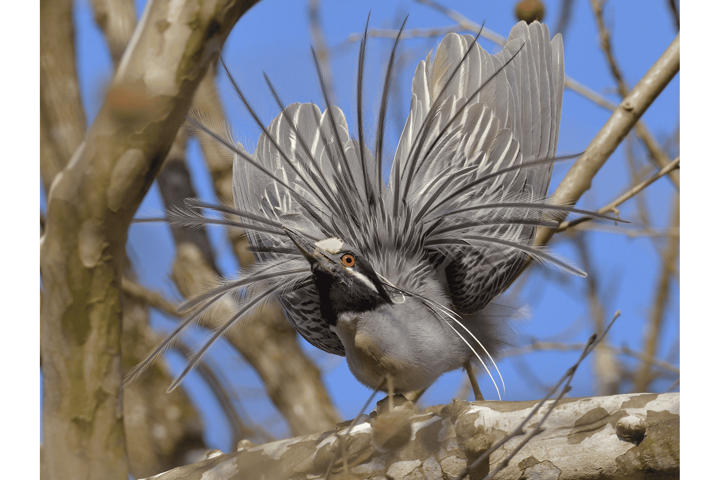 Yellow-crowned Night Heron - Adult male displaying, photo by Bob Epperson